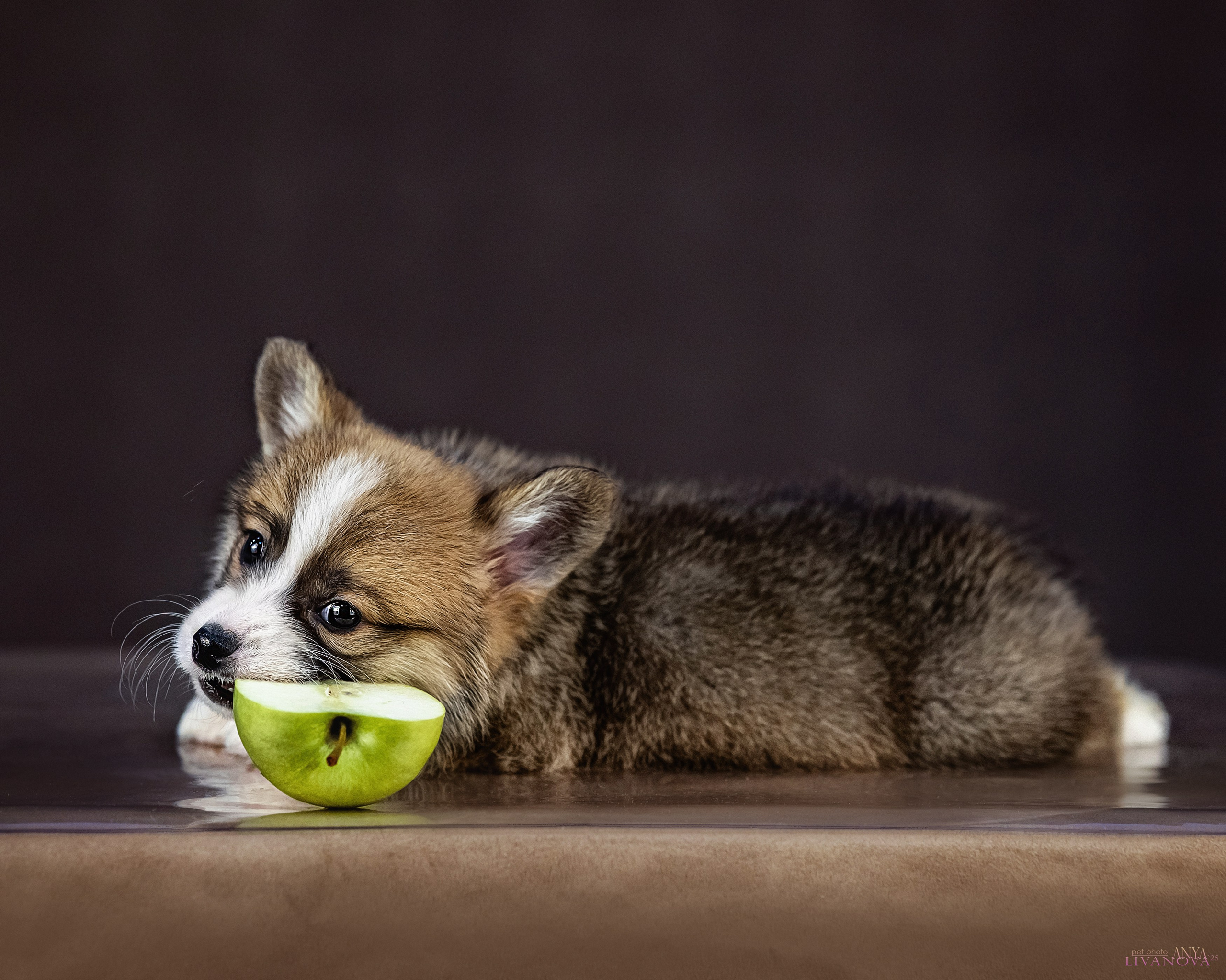 Коржики. Фотограф анималист Аня Ливанова | Рыбинск