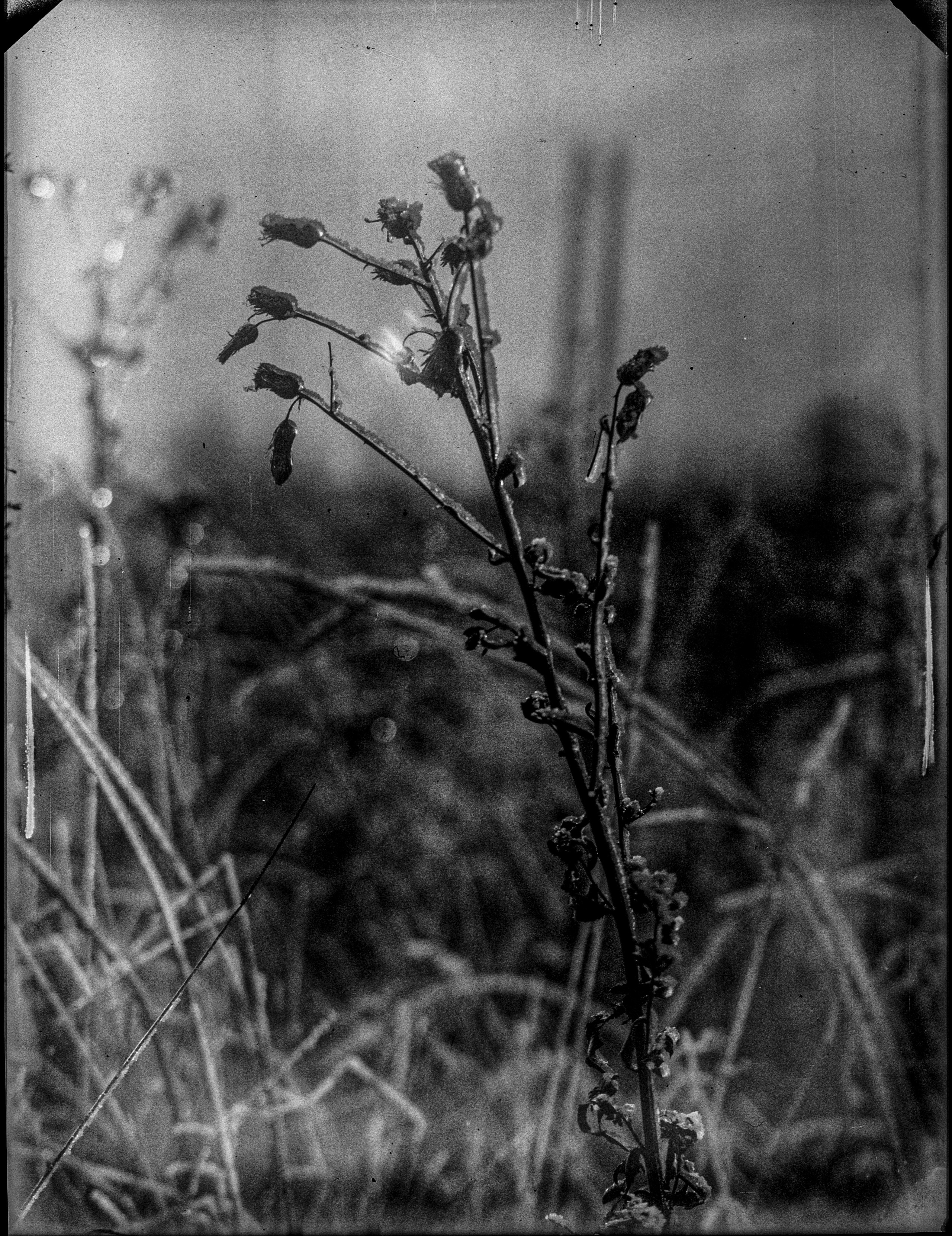 Glass plates. Darkroom aesthetics