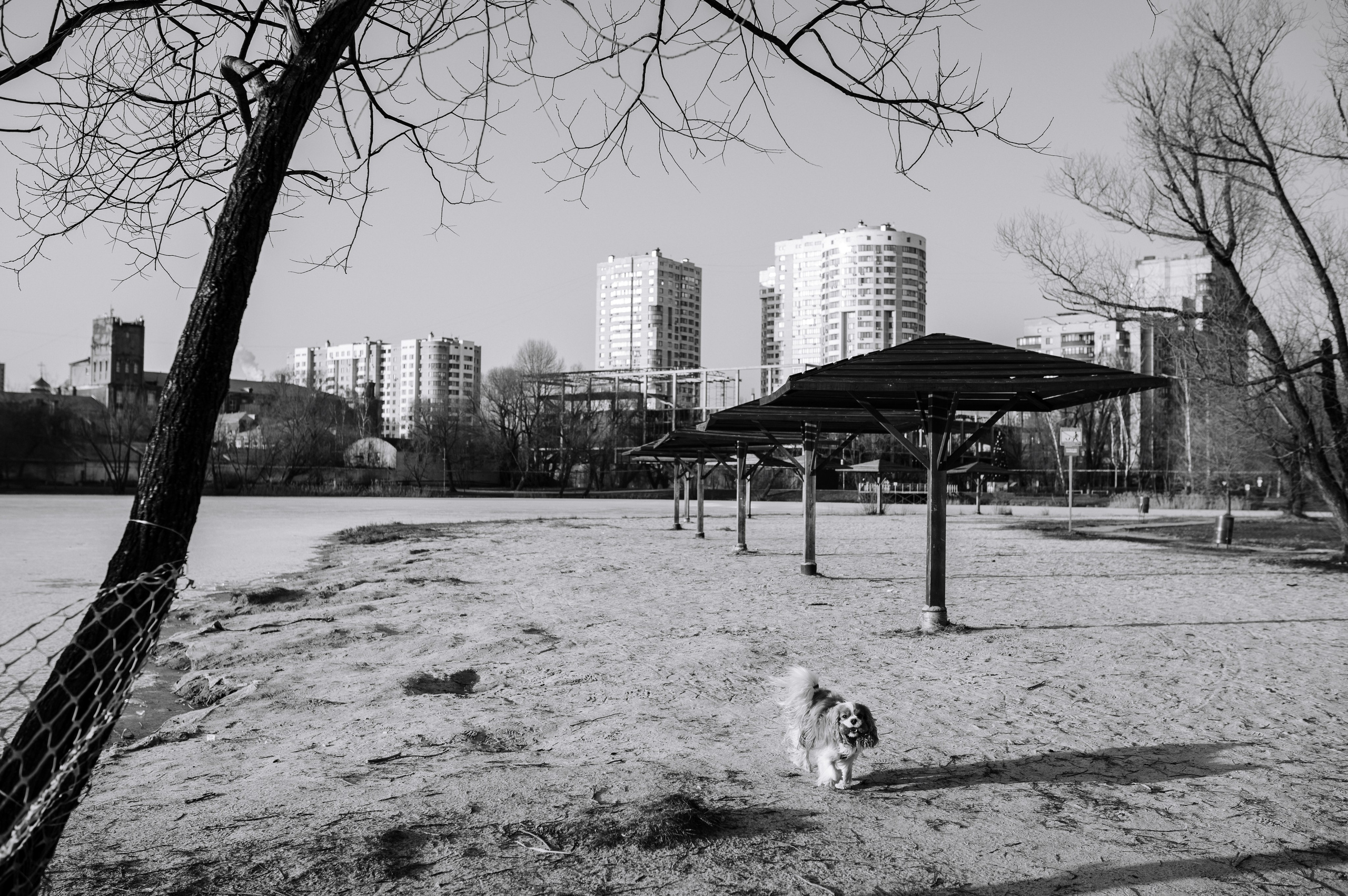 Лена и Арчи. Фотограф анималист в Москве Ольга Агушева