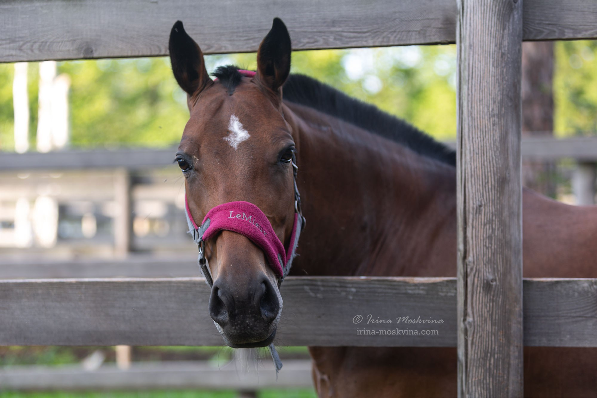 КСК «Алмазово» | Московская область | июль 2024. Ирина Москвина | фотограф | Москва