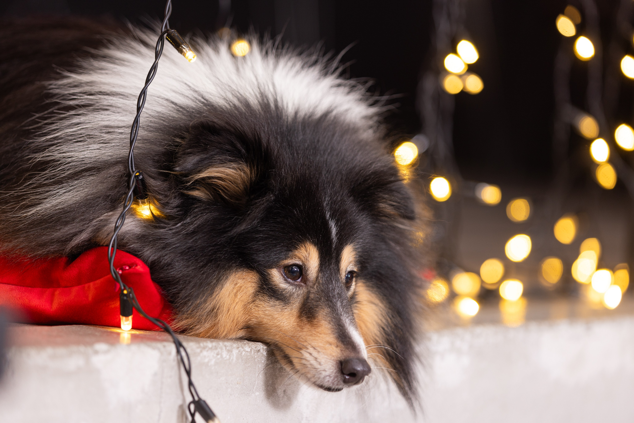 Собаки и не только. Фотограф Алена Звездина