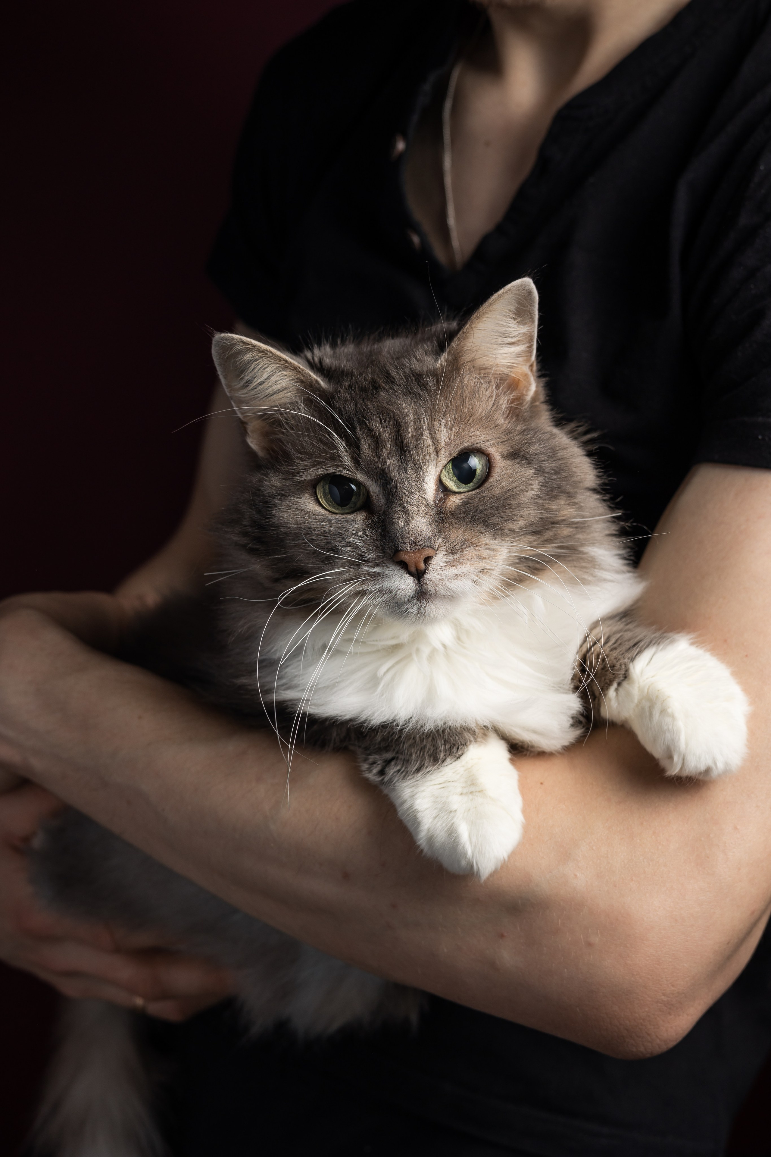 ФОТОСЕССИИ С ЖИВОТНЫМИ. Свадебный фотограф Санкт-Петербург Катерина Ширяева