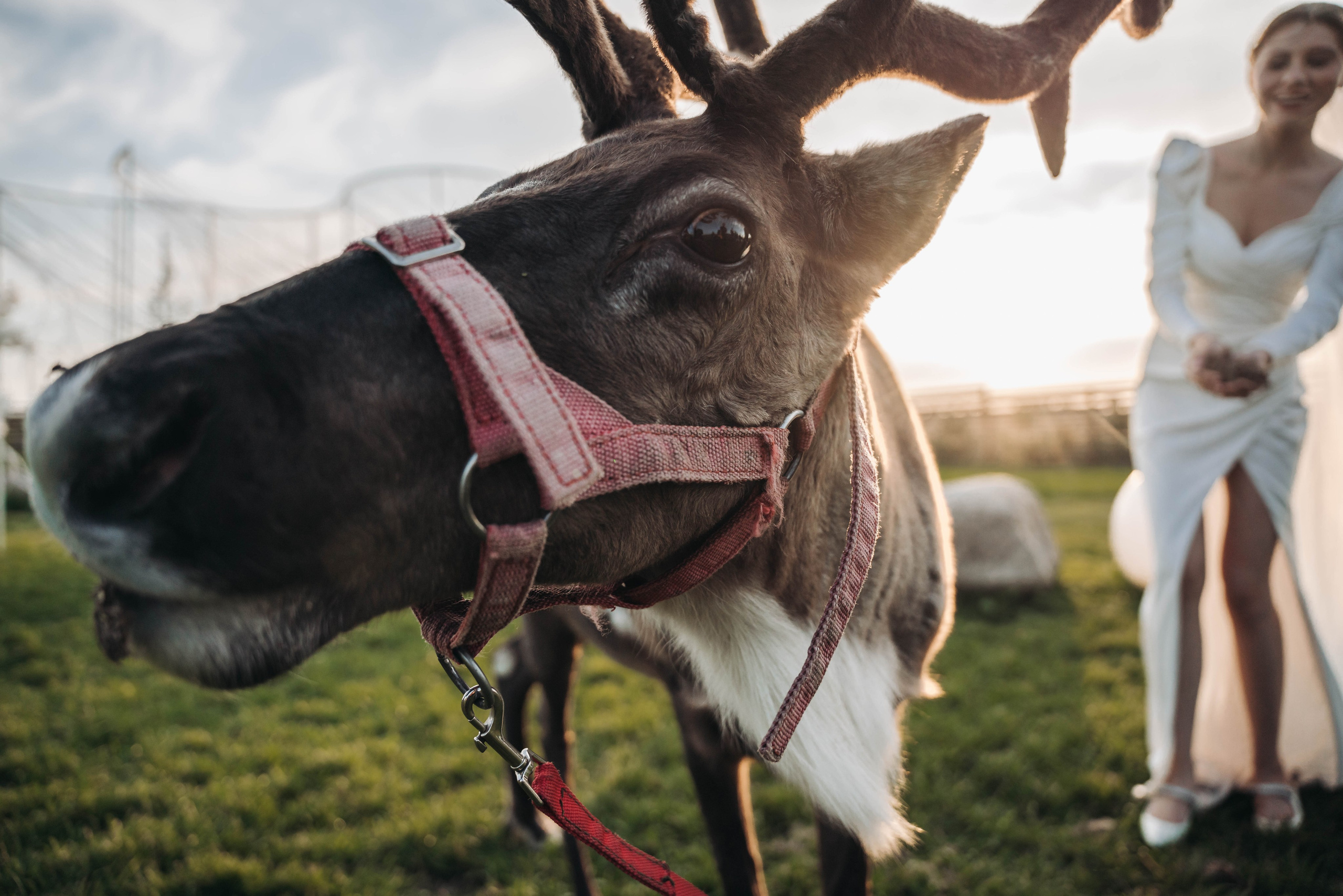 Alisa & Daniil. Свадебный фотограф в Санкт-Петербурге Якутович Екатерина