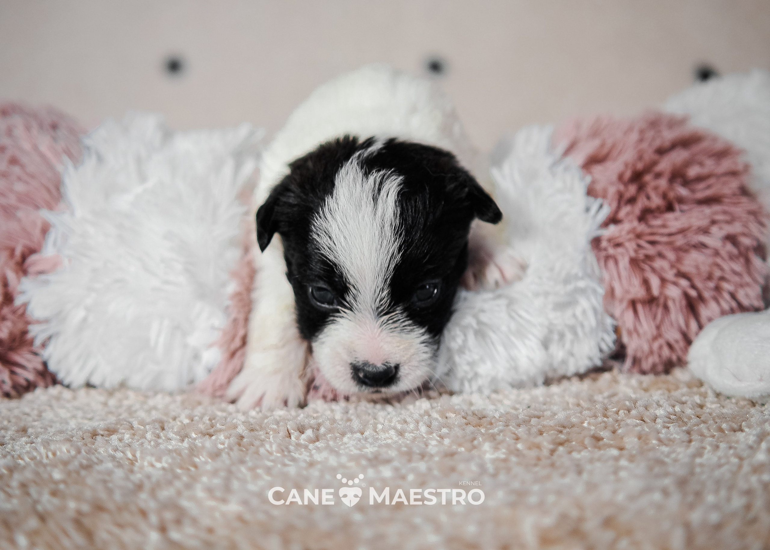 X_female1_b_w. CANE MAESTRO — kennel Jack Russell Terrier