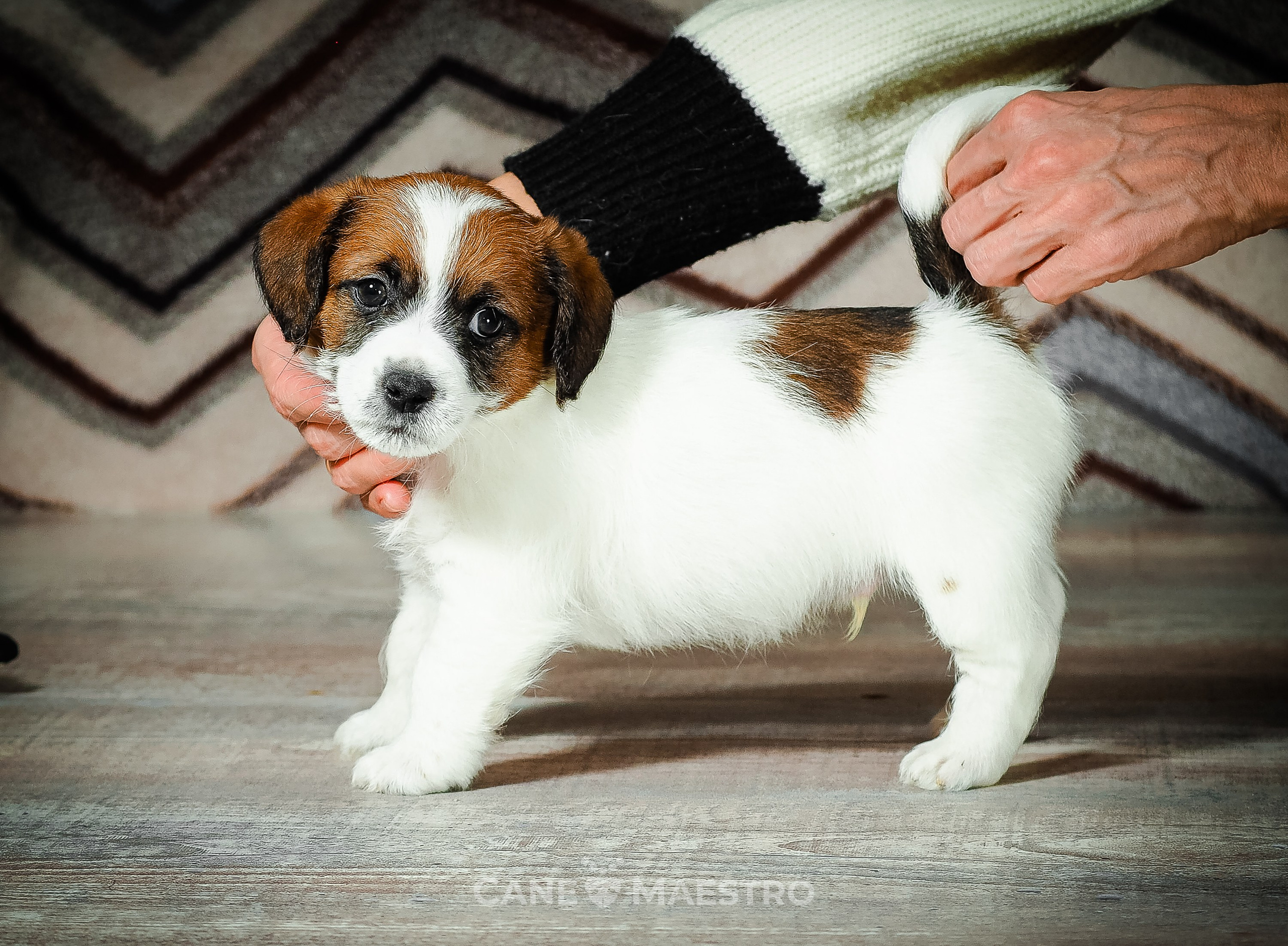 Мальчик 2. Кобель бело-рыжий. Джек рассел терьер щенок. КАНЕ МАЭСТРО — питомник Джек рассел терьеров