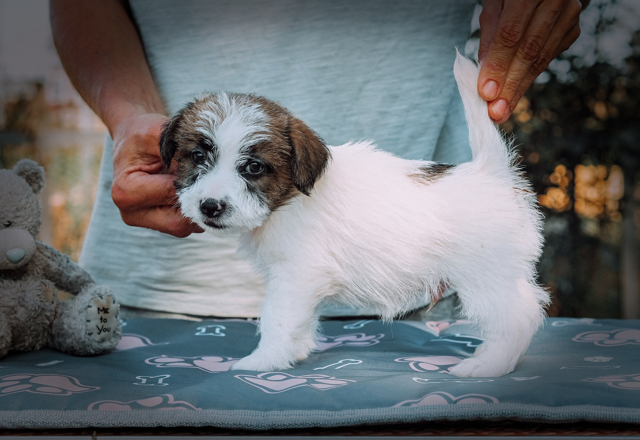 Щенок кобель ДРТ. КАНЕ МАЭСТРО — питомник Джек рассел терьеров