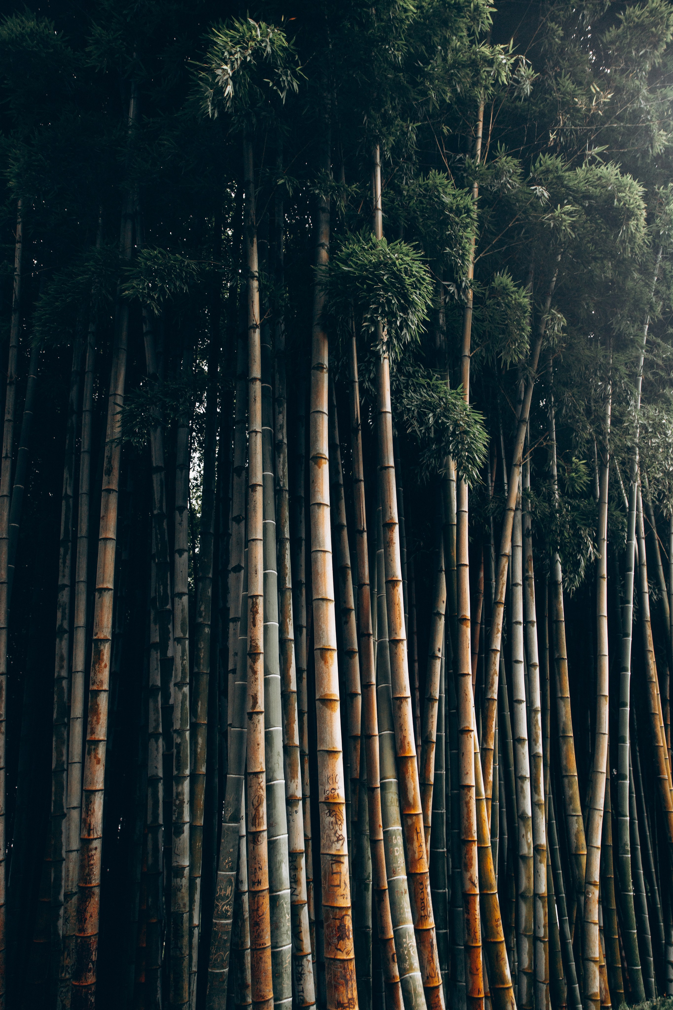 Грузия. Репортажный и детский фотограф в Минске