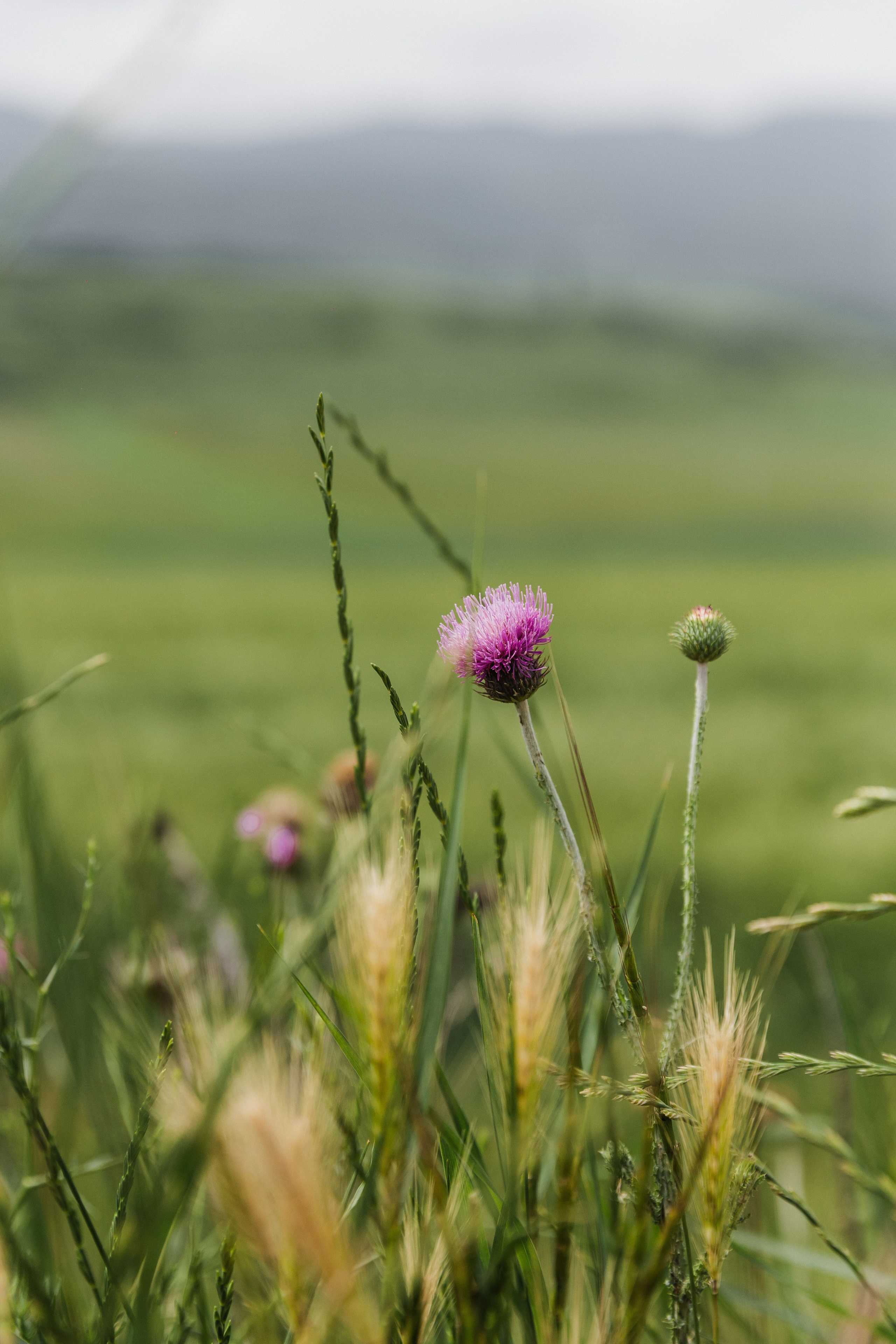 Georgia. Свадебный и семейный фотограф в Краснодаре Роман Моско