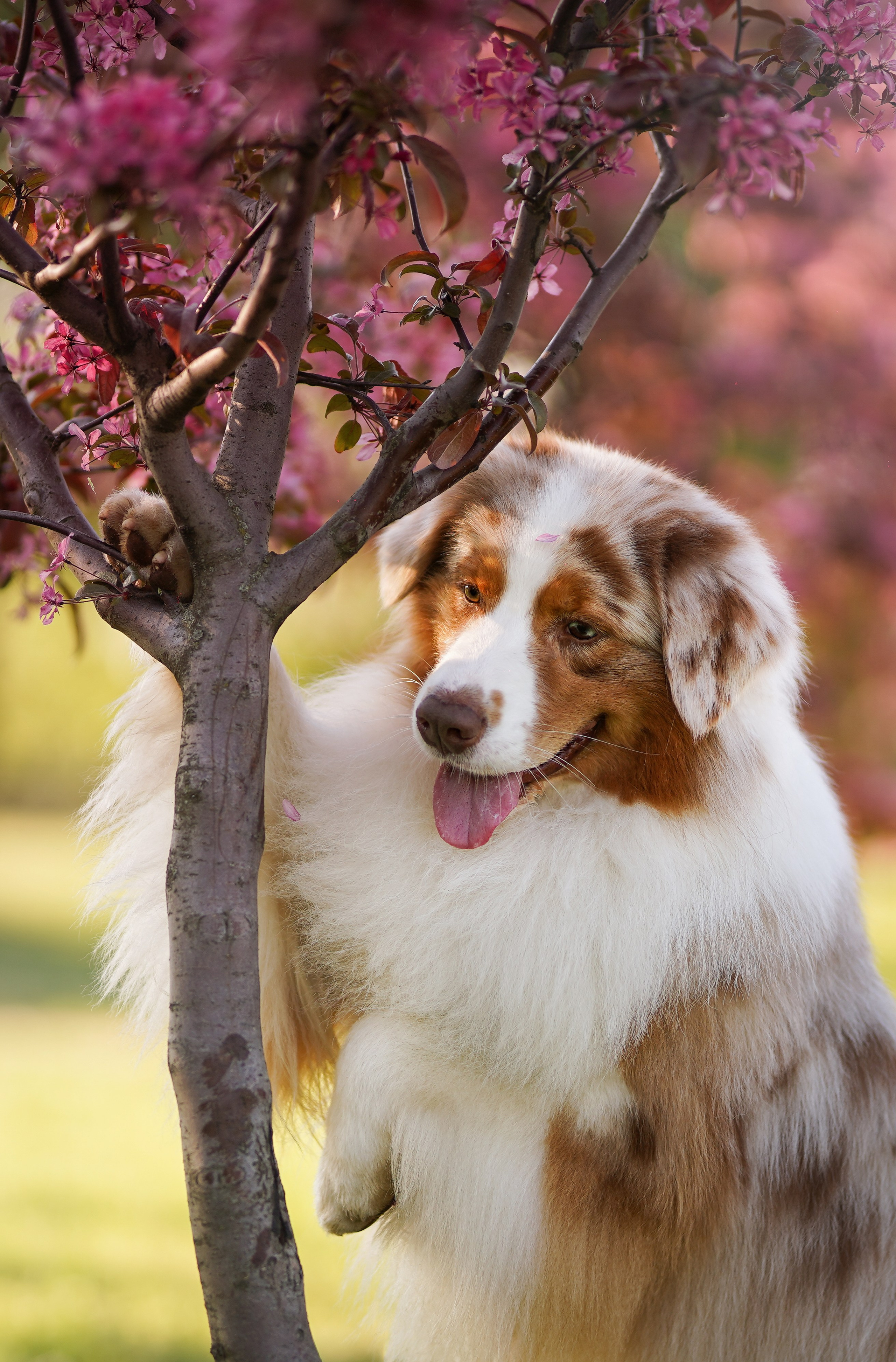 Аусси в Яблоневом саду. Фотограф-анималист в Санкт-Петербурге Яна Мартынова