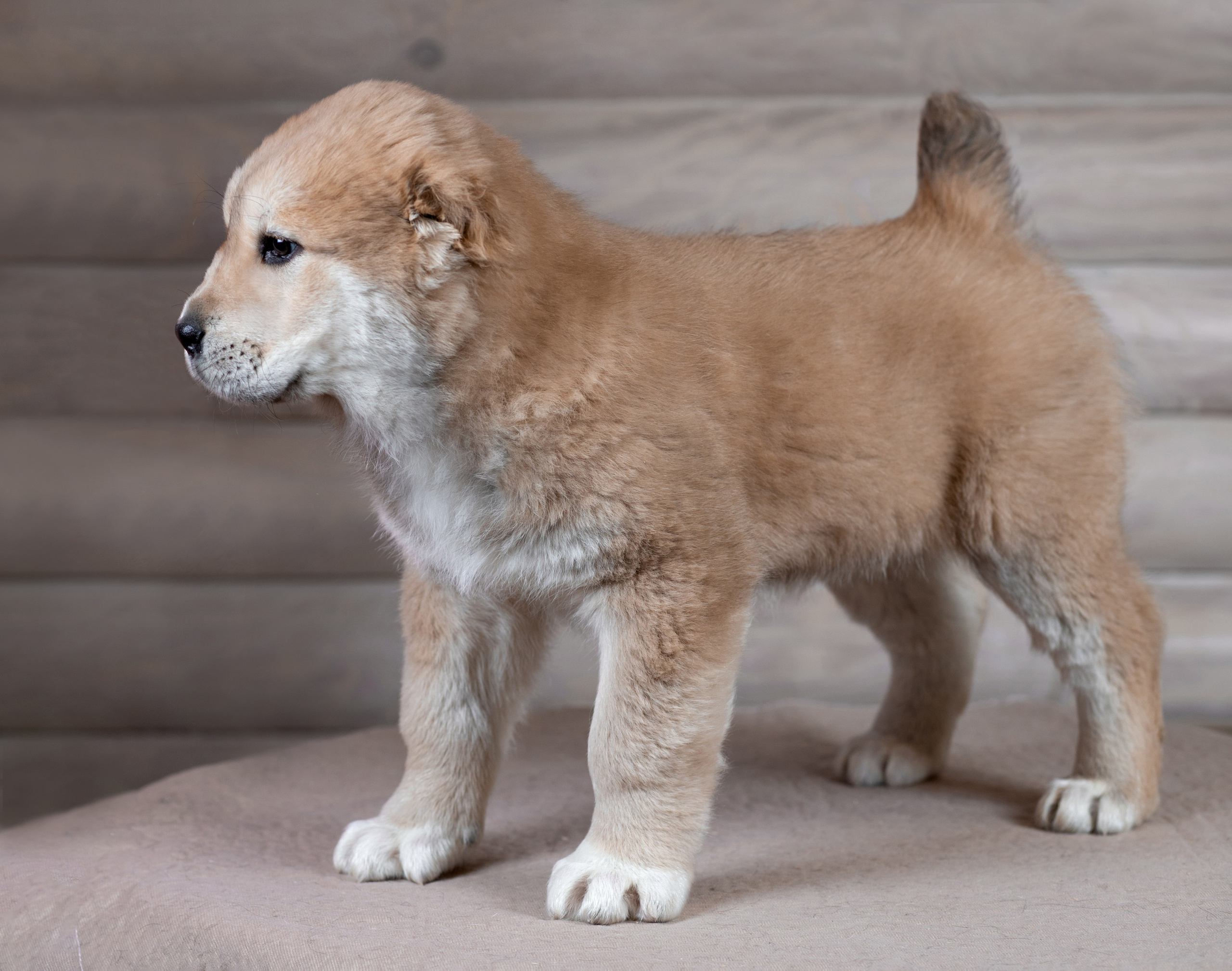 Портфолио: Фотосъёмка щенков в Москве и области — трогательные моменты. Фотограф-анималист и бренд-фотограф в Москве | Фотография собак, людей, бизнес-портрет