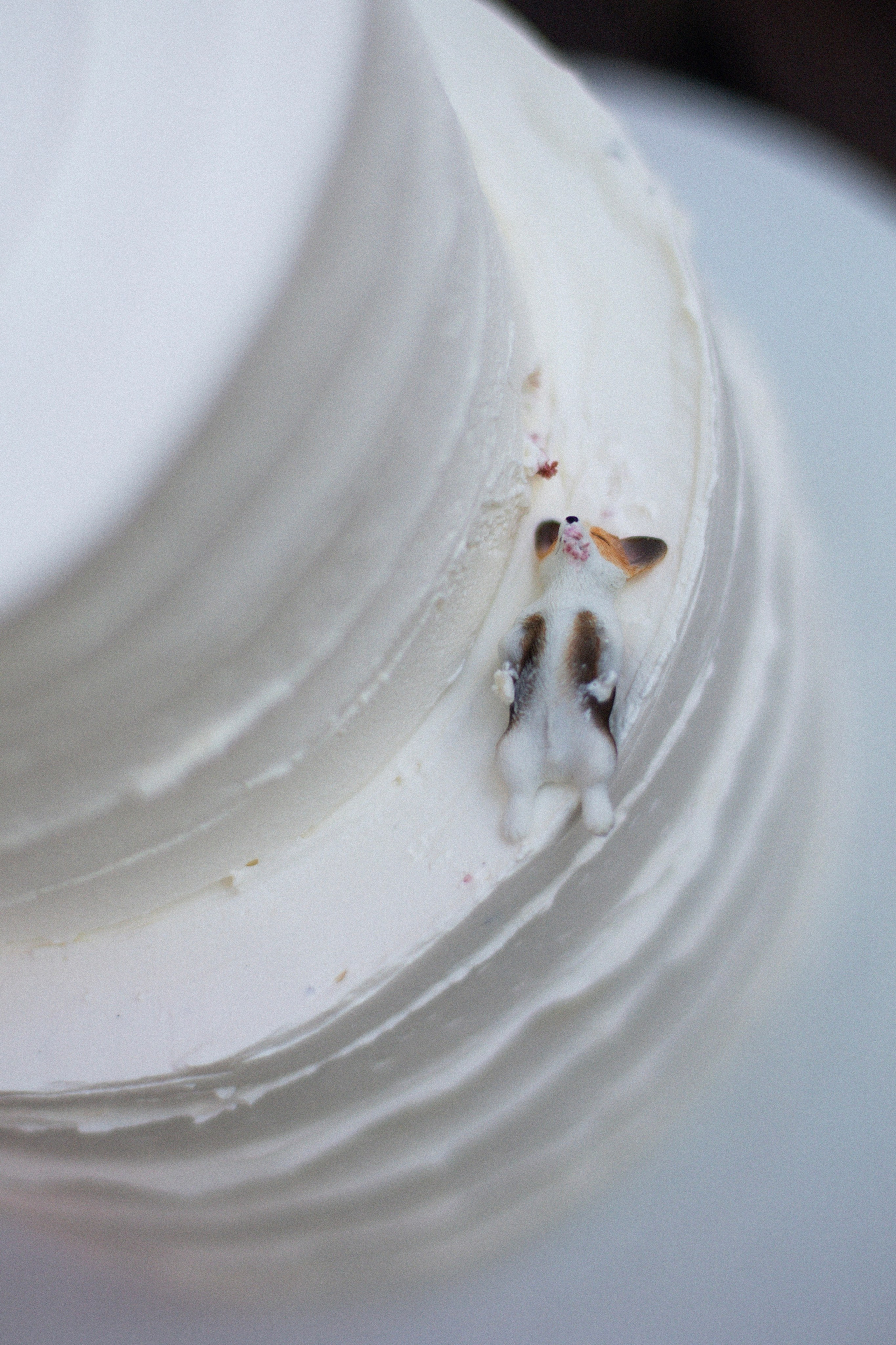 Корги свадьба в сосновом лесу. Фотограф Москва Жуковский Раменское