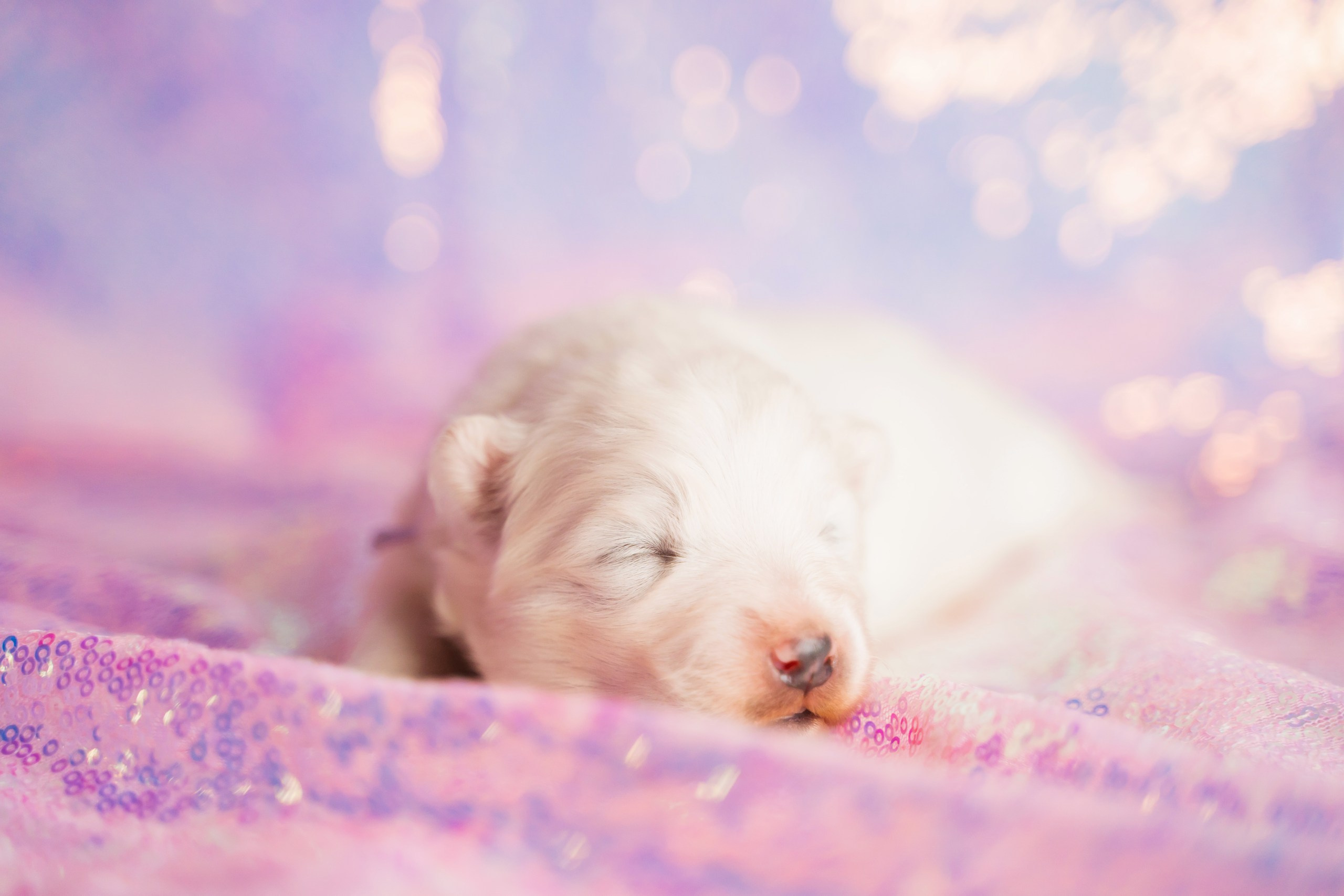 Фотограф-анималист в Красноярске Бец Юлия