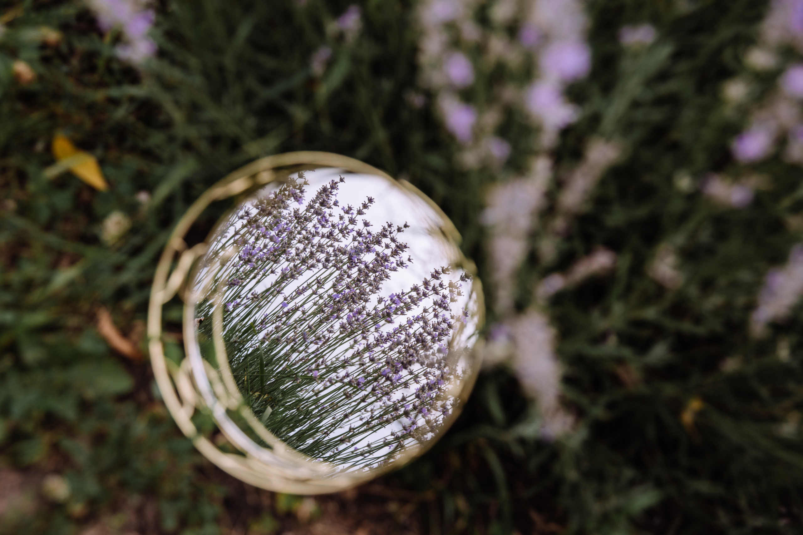 Катя и Прованс. Персональный, семейный и портретный фотограф в Воронеже Майя Яхонтова