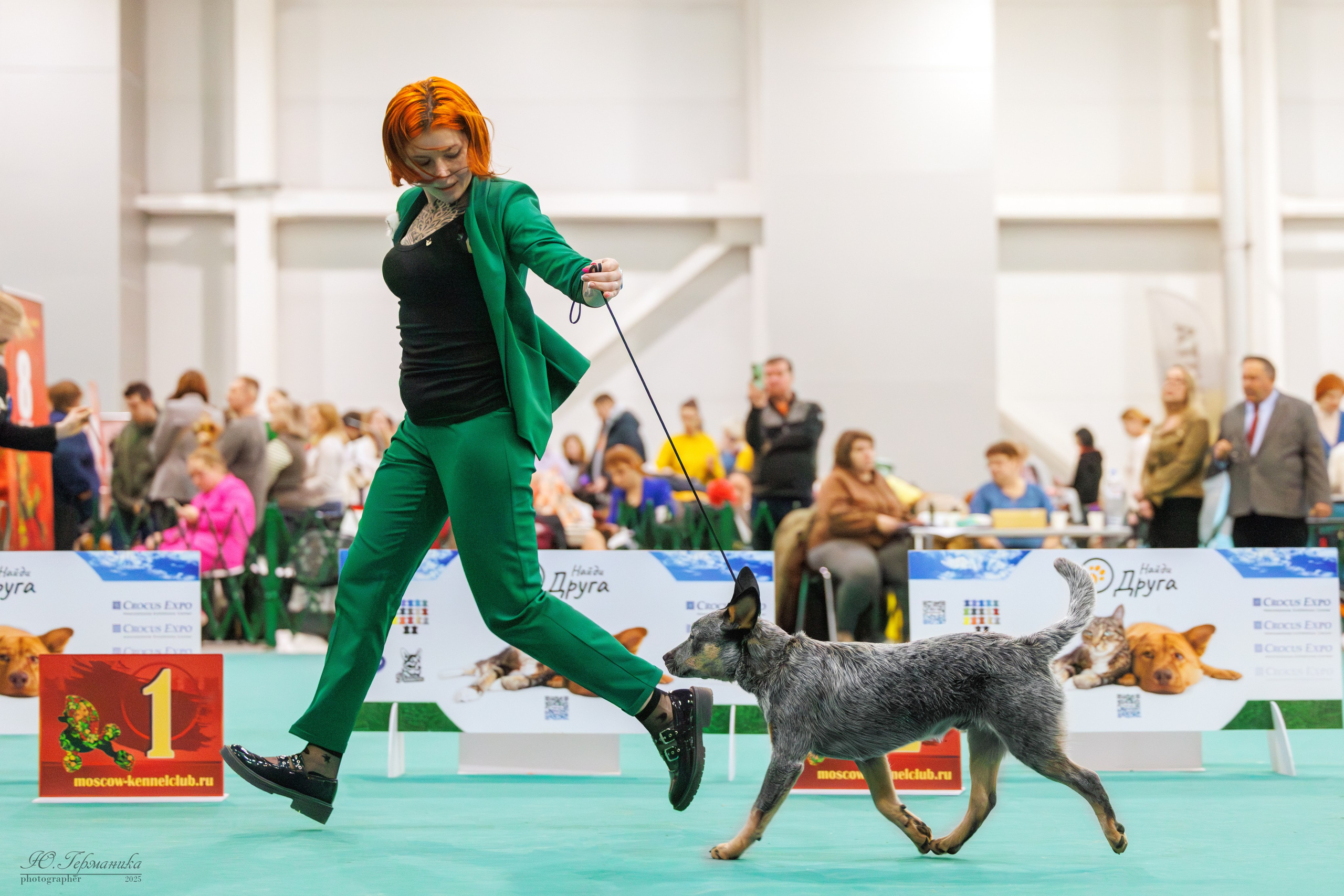 Гран-При 8.02.2025 и Крокус 09.02.2025. Фотограф-анималист Юлия Германика