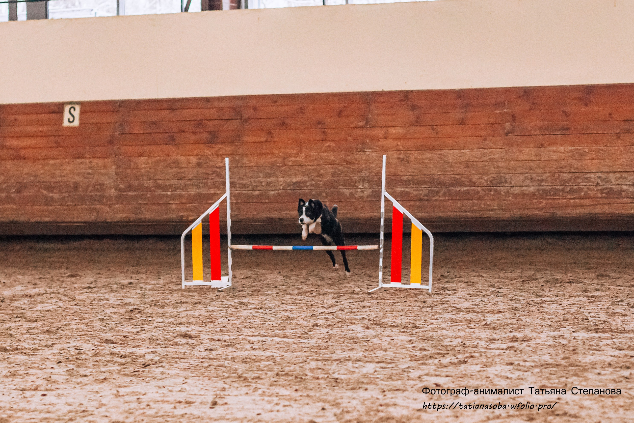 Соревнования по Аджилити 25.02.2024. Фотограф-анималист Татьяна Степанова