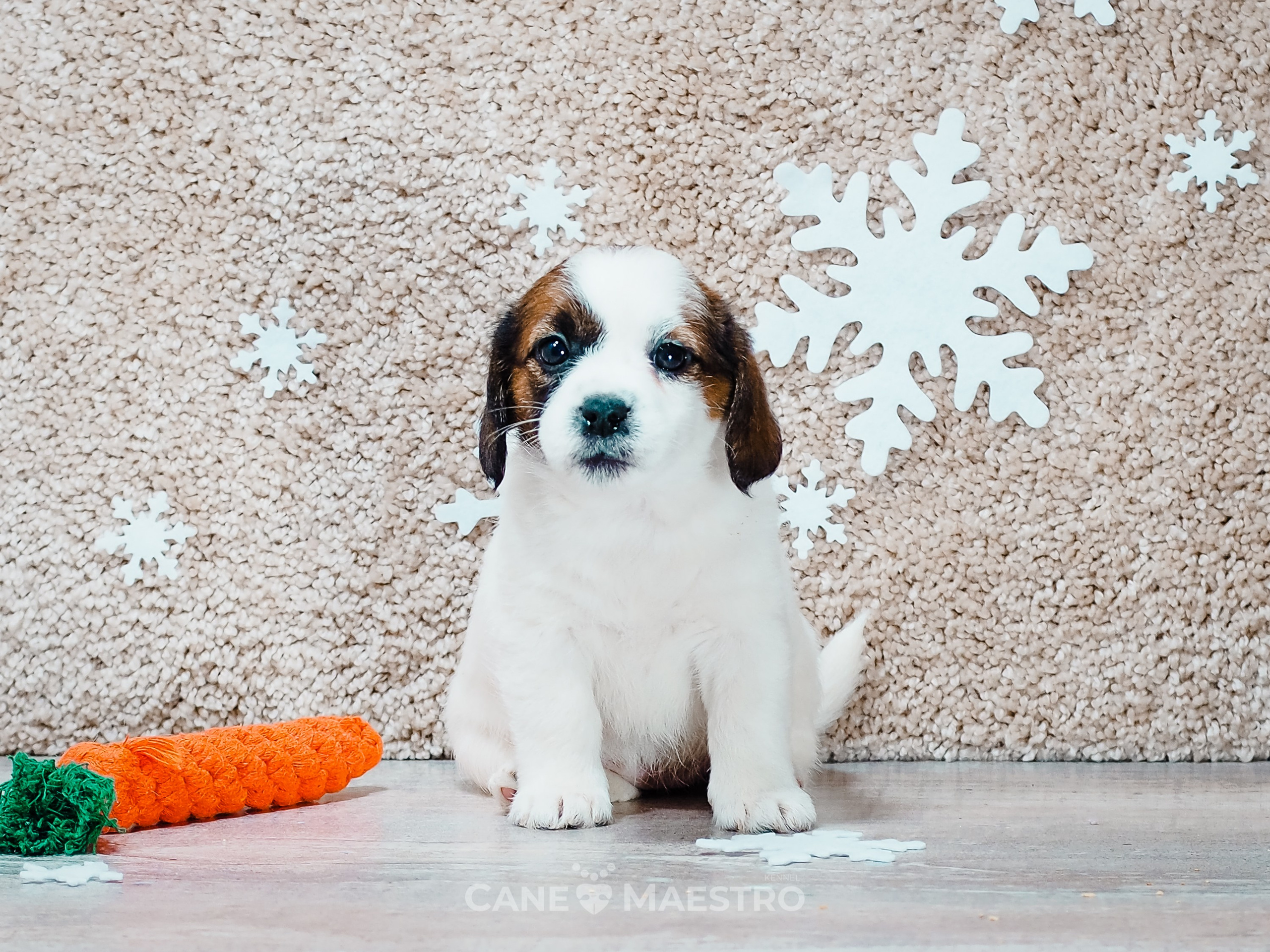 3_Девочка_СНЕЖНАЯ_Ц. CANE MAESTRO — kennel Jack Russell Terrier