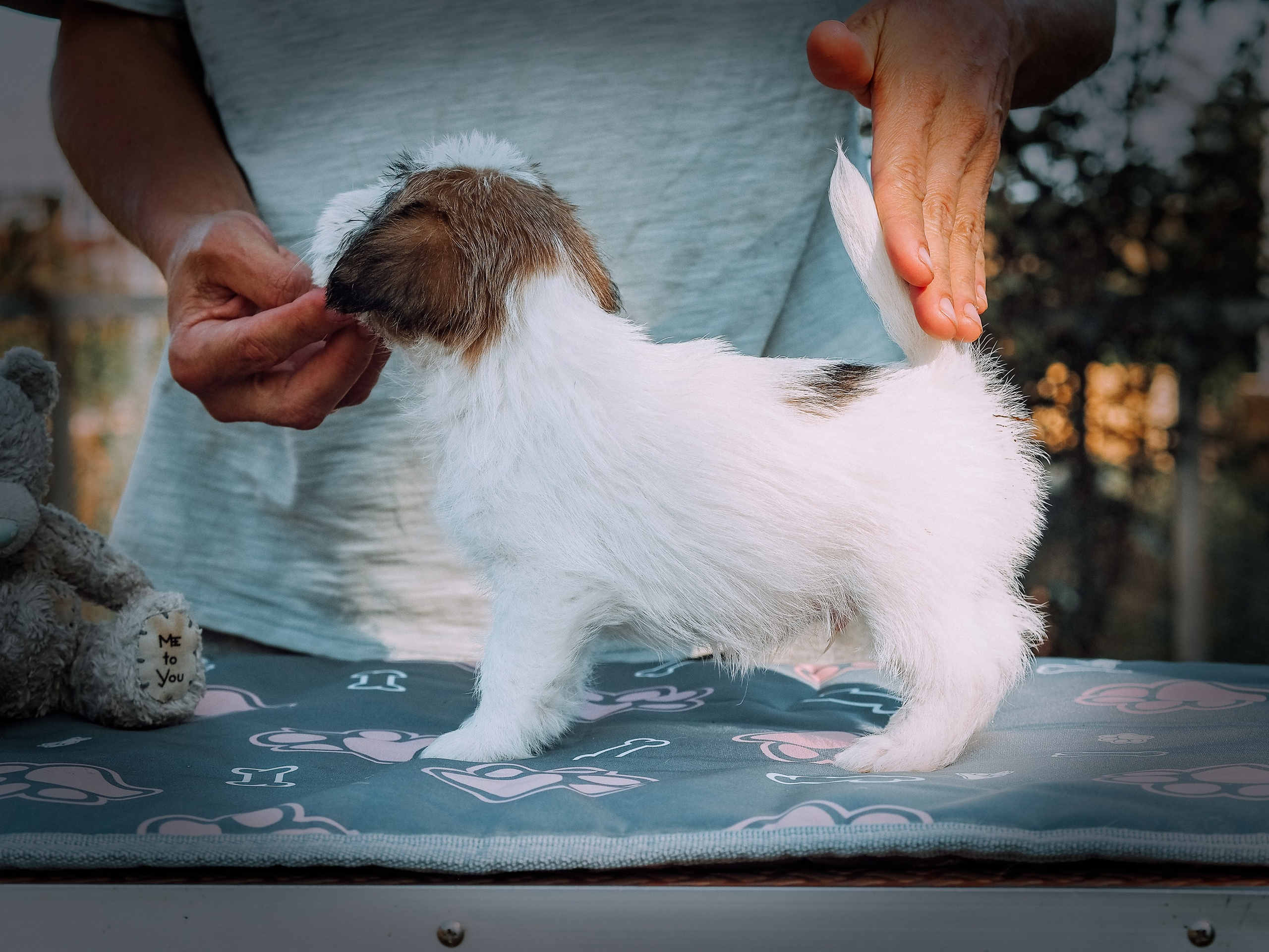 Щенок кобель ДРТ. КАНЕ МАЭСТРО — питомник Джек рассел терьеров