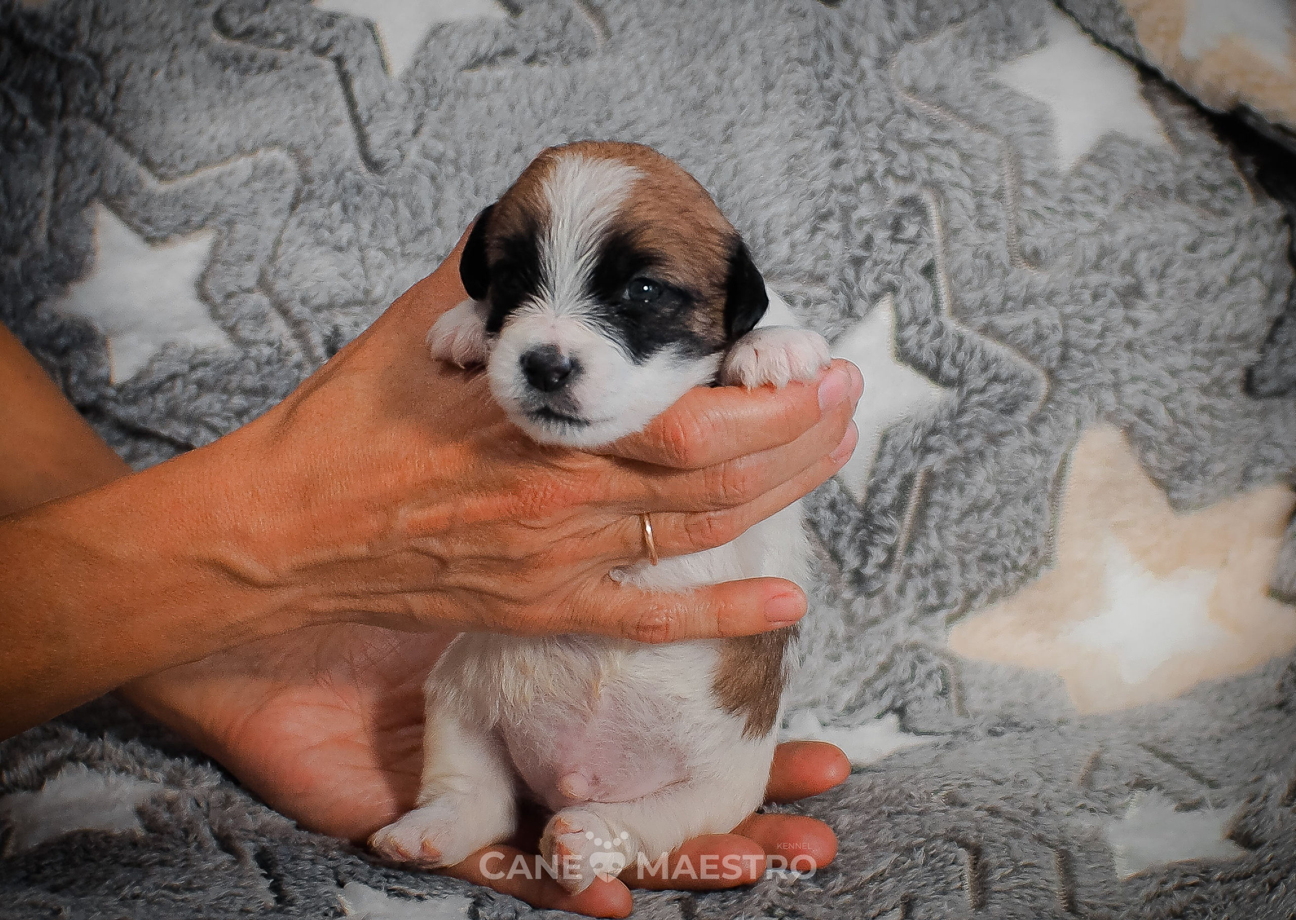 КОБЛ_5_БР_27. CANE MAESTRO — kennel Jack Russell Terrier