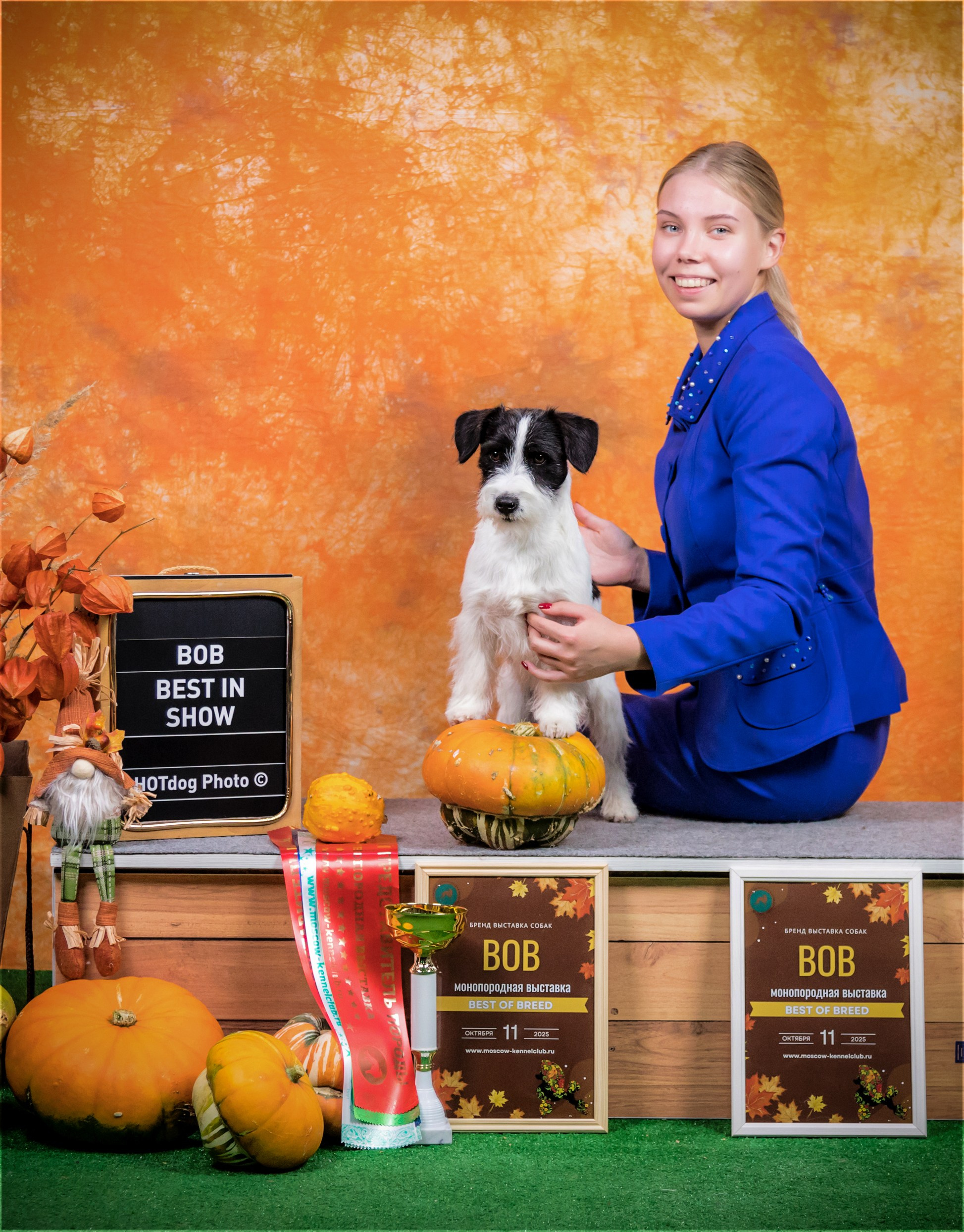 Джек рассел отзывы владельцев и покупателей щенков. CANE MAESTRO — kennel Jack Russell Terrier