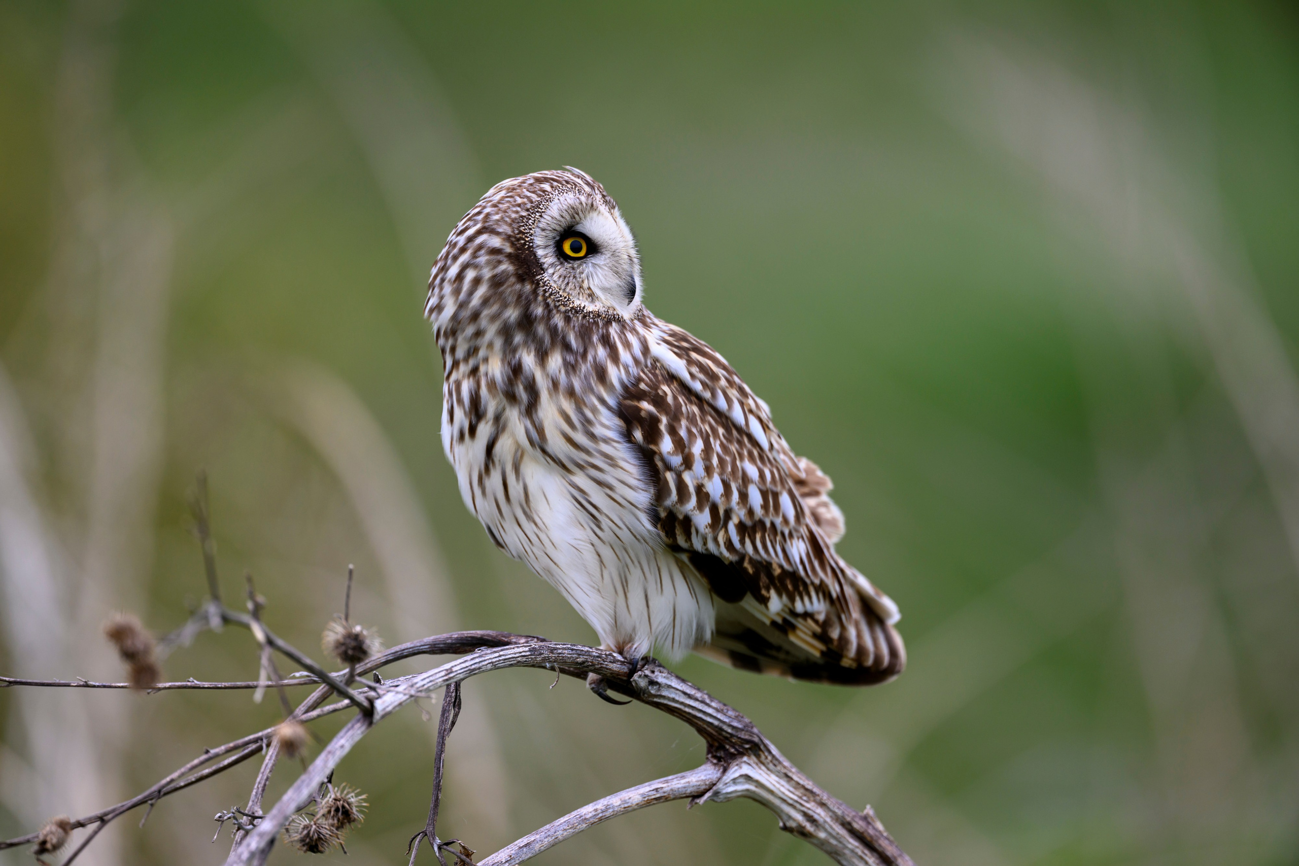 Болотные совы и лунь. Wildlife photography by Sergey Puponin