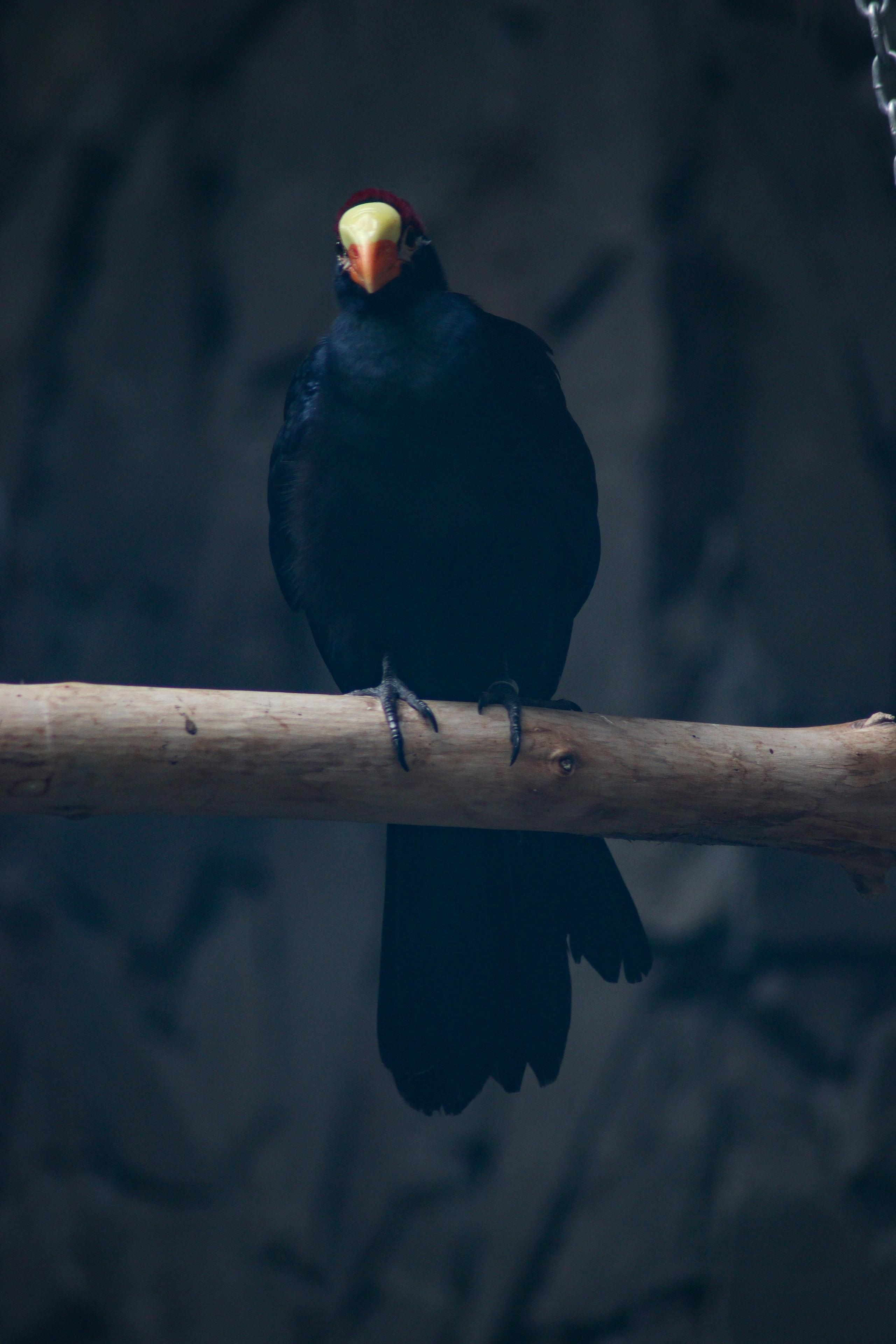 Р А З Н А Я — Ж И В Н О С Т Ь. — Digital Noise —