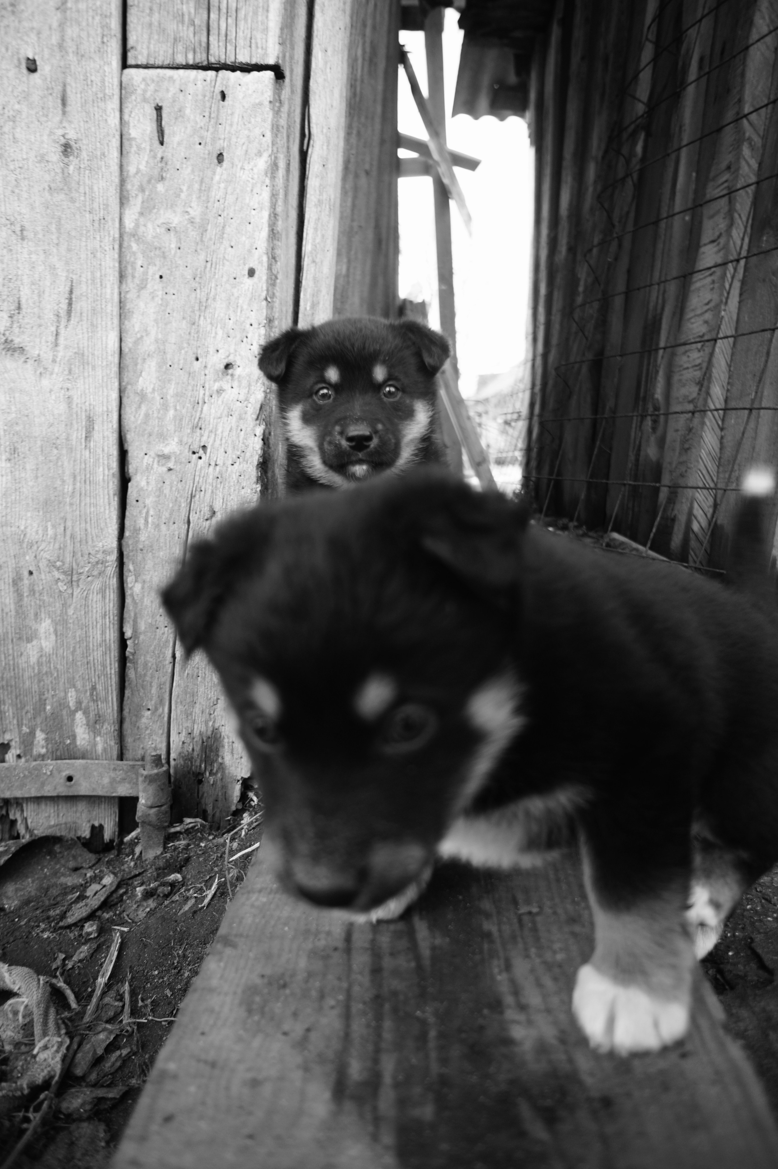 Dogs. Профессиональный фотограф