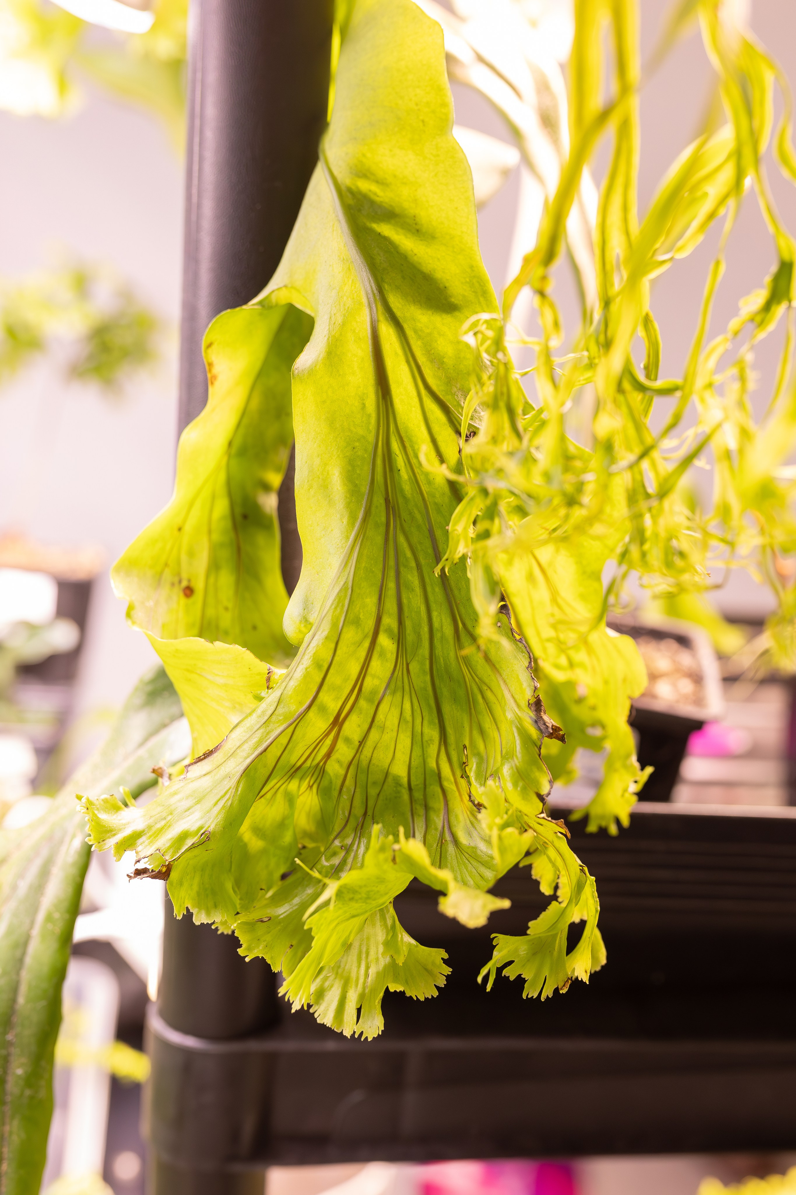 Орхидиум 12.2025. Александра Куликова фотограф, Москва