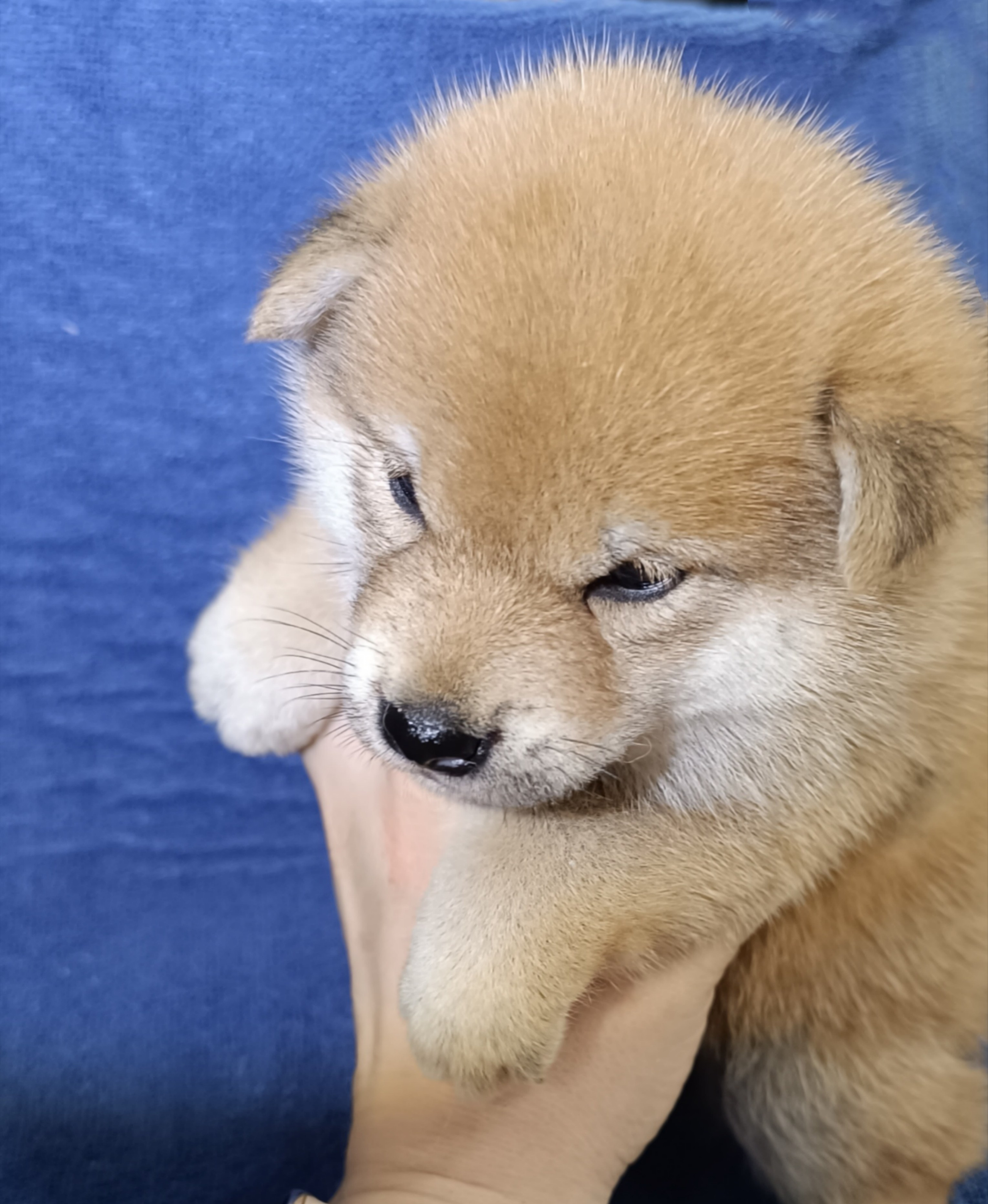 сиба питомник Рубилайт щенки на продажу rubylight  сиба щенки купить СПб Санкт-Петербург 