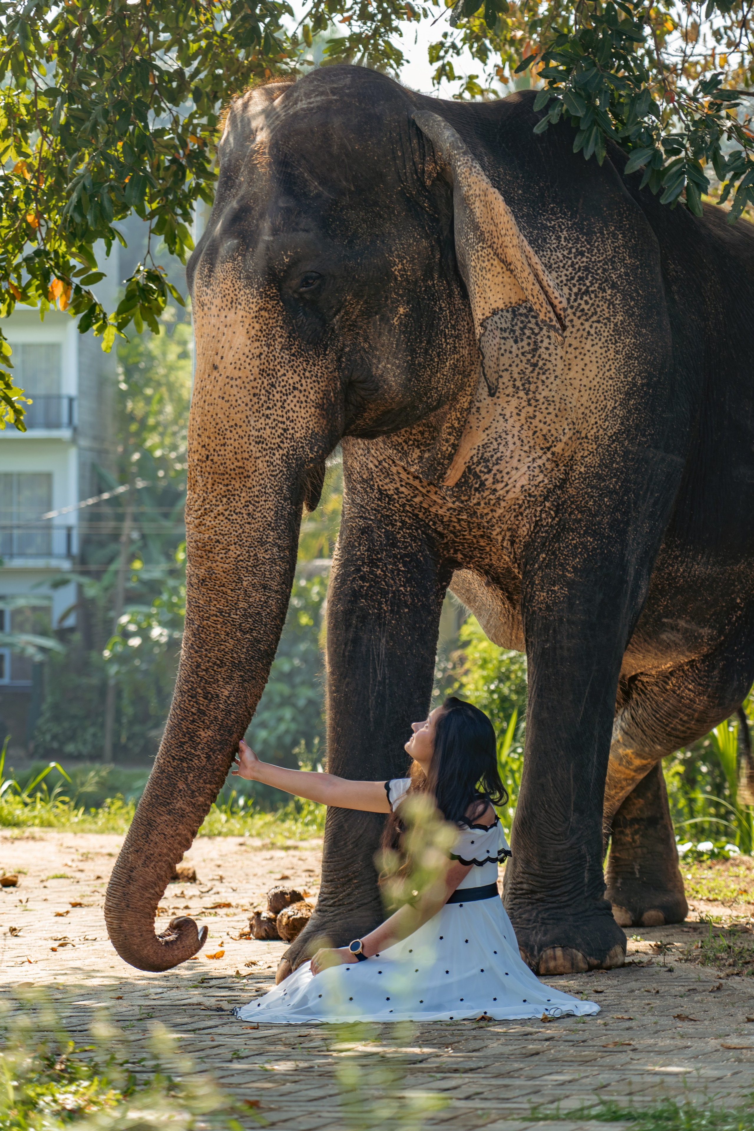 Promo content shooting for Ceylon Forward Tours