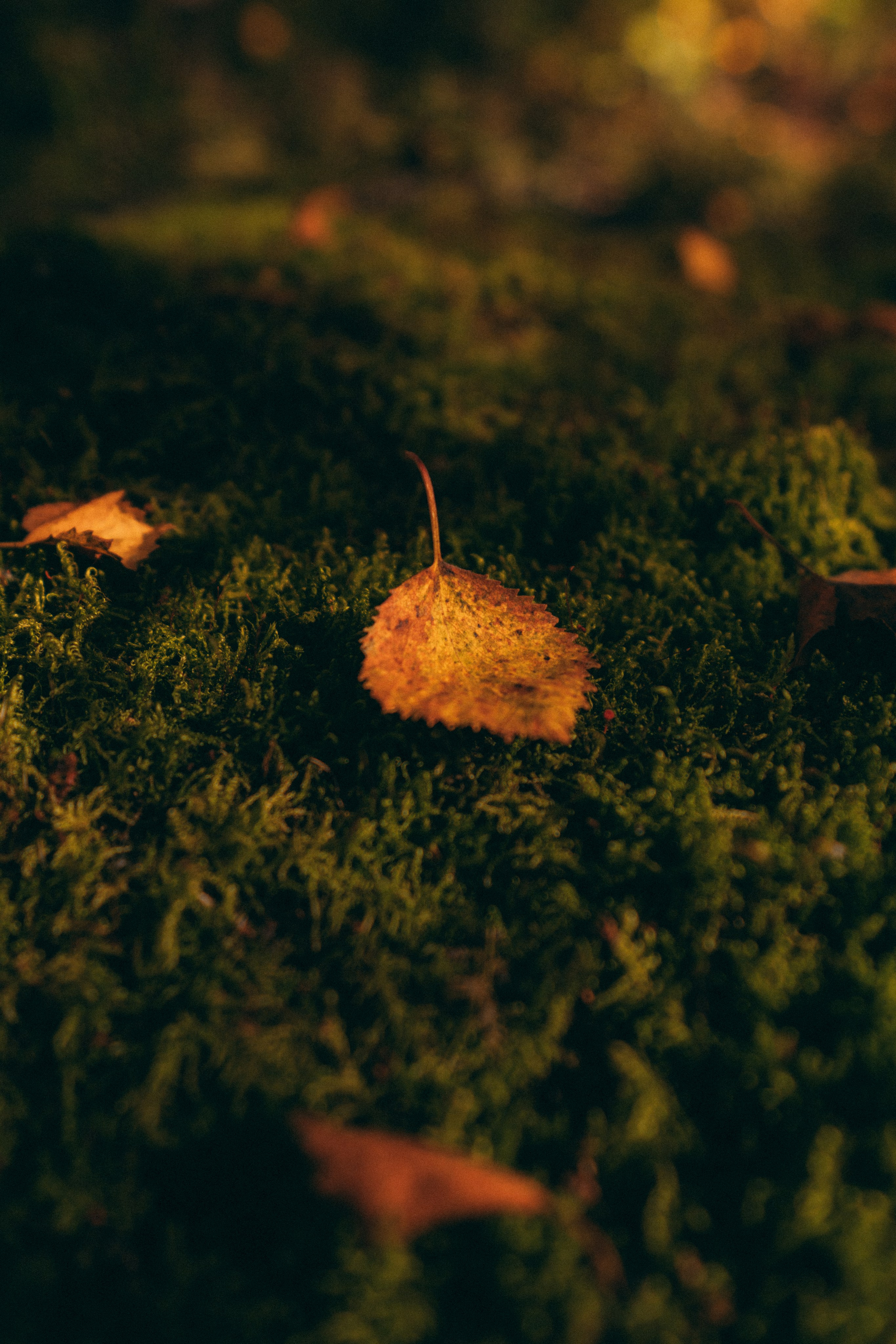 Мурманск. Фотограф Алиса Аспер