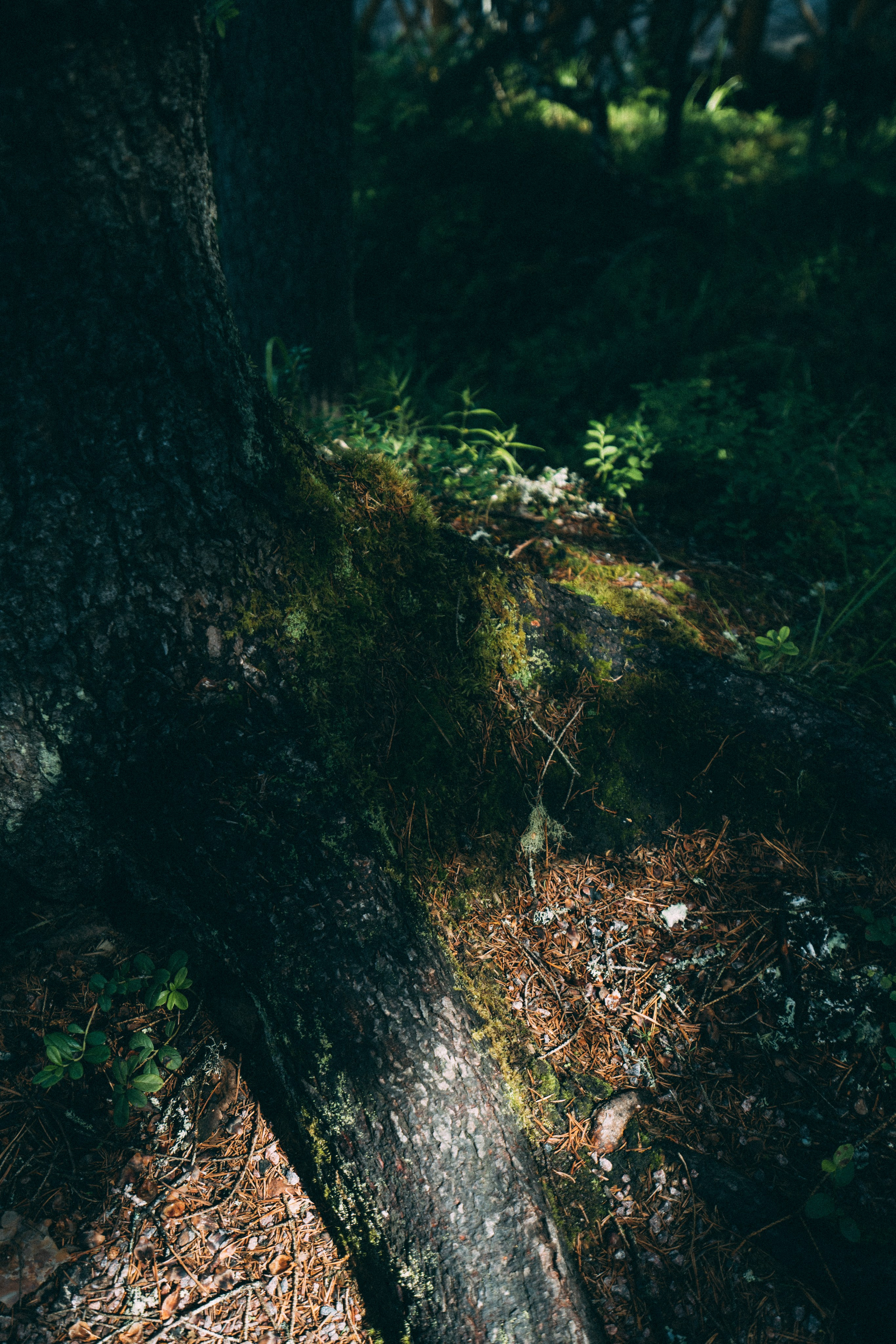 Рускеала. Фотограф Алиса Аспер