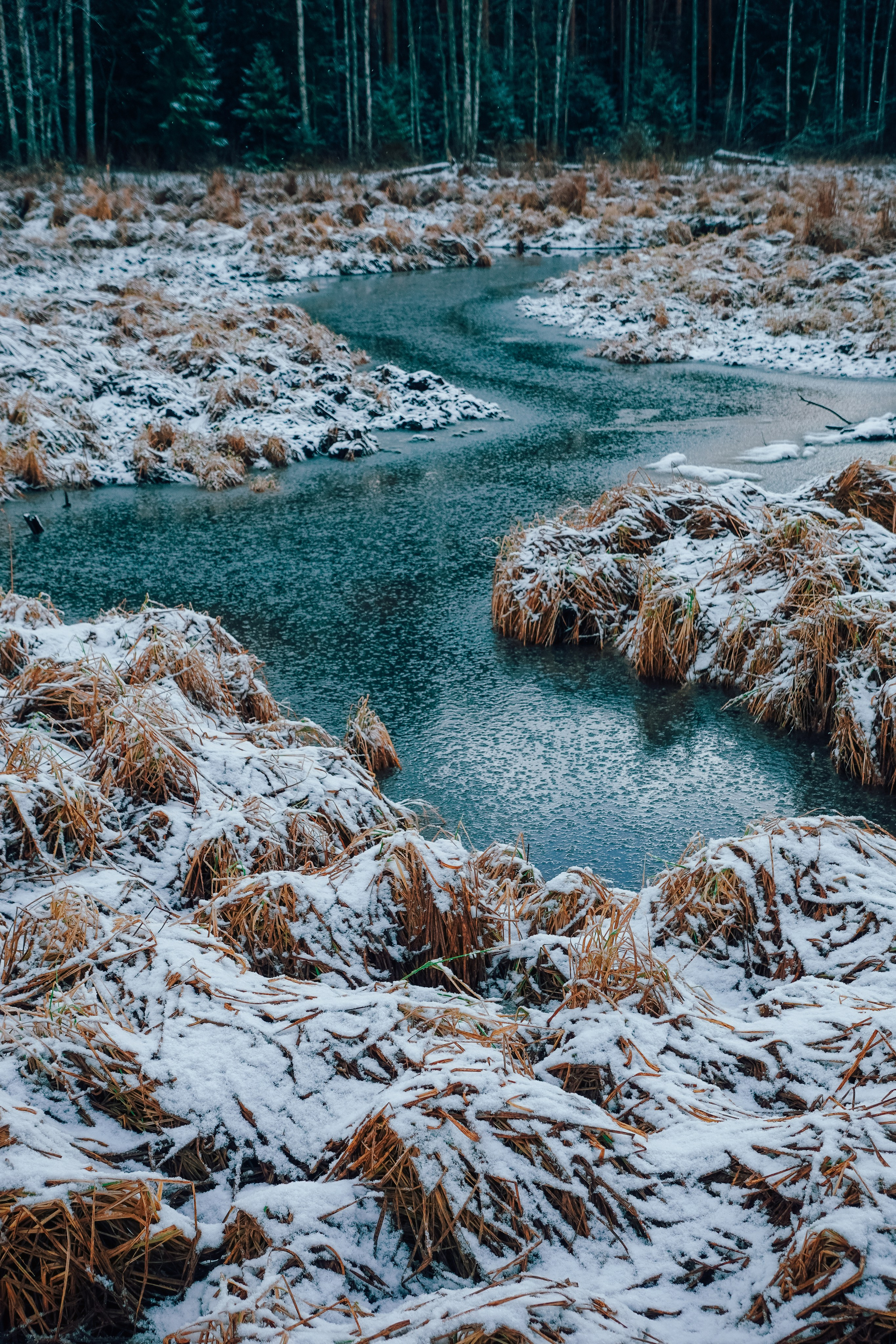 Пленишник. Фотограф Алиса Аспер