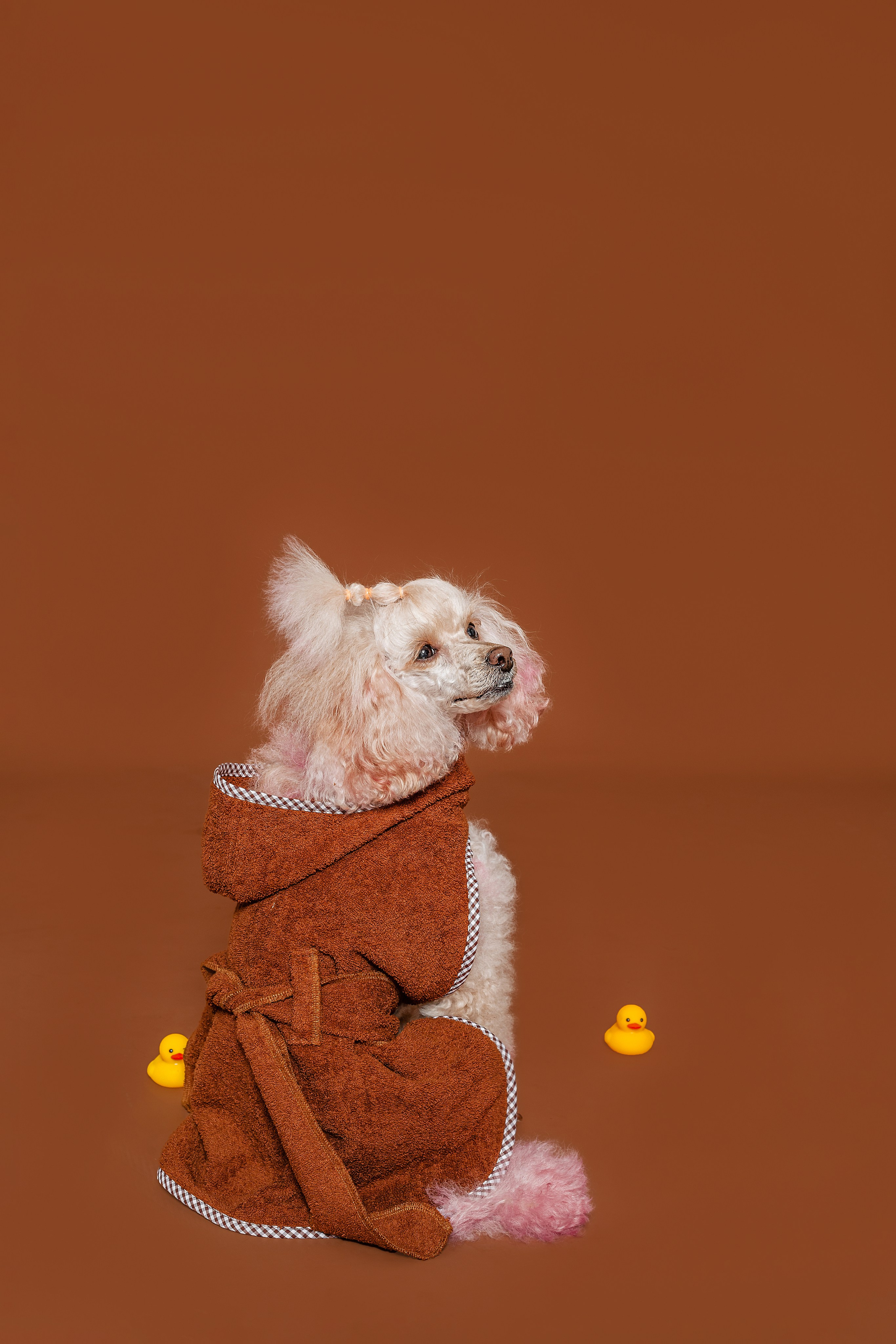 Съемка для бренда TEDDYBOY. Фотограф-анималист Татьяна Степанова