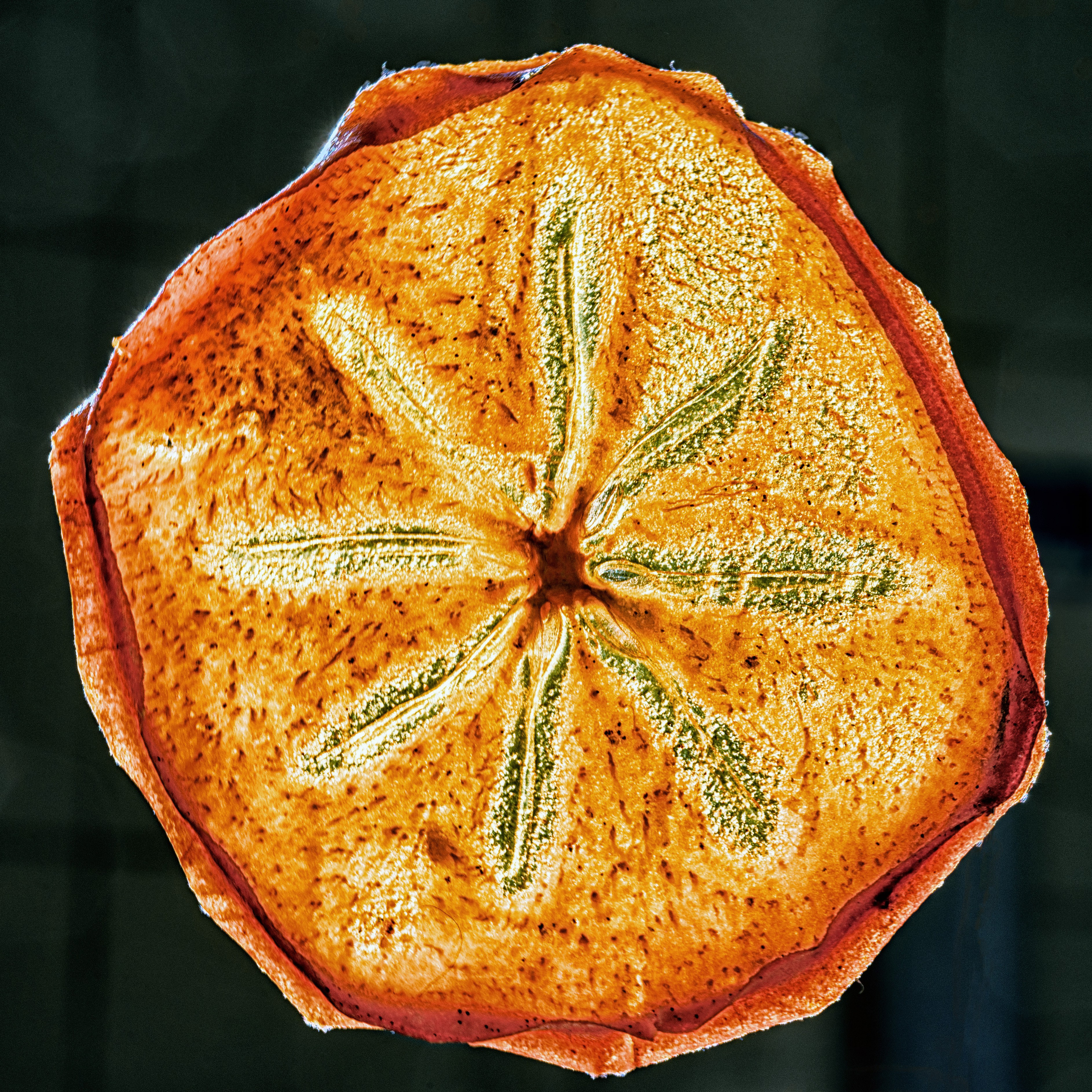 Сушеный ломтик хурмы