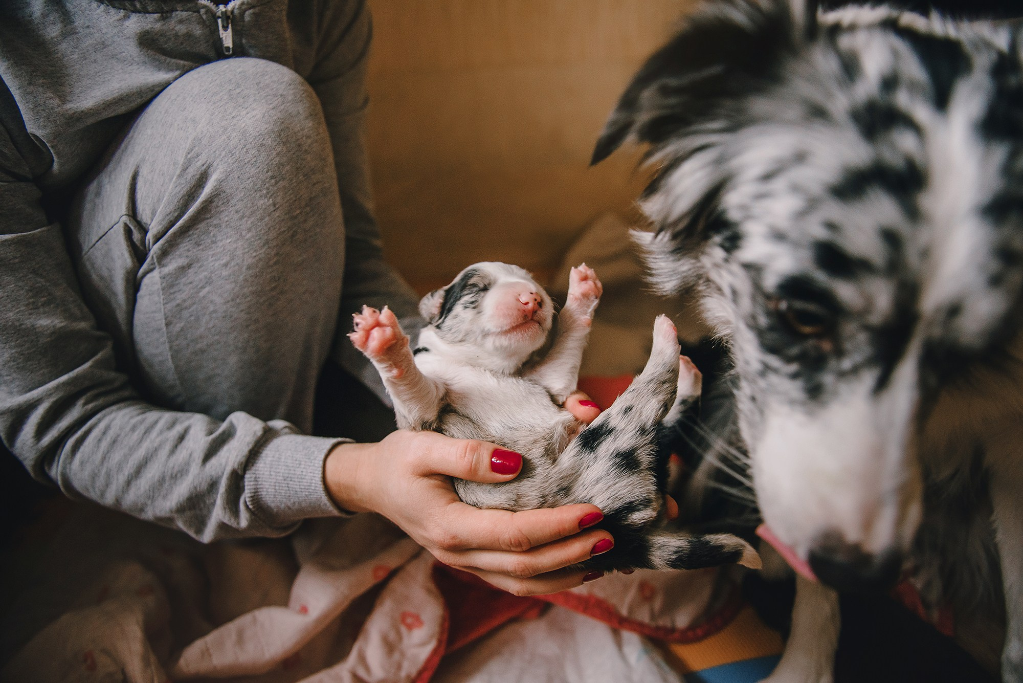 Щенки. Фотограф Анна Тюрина