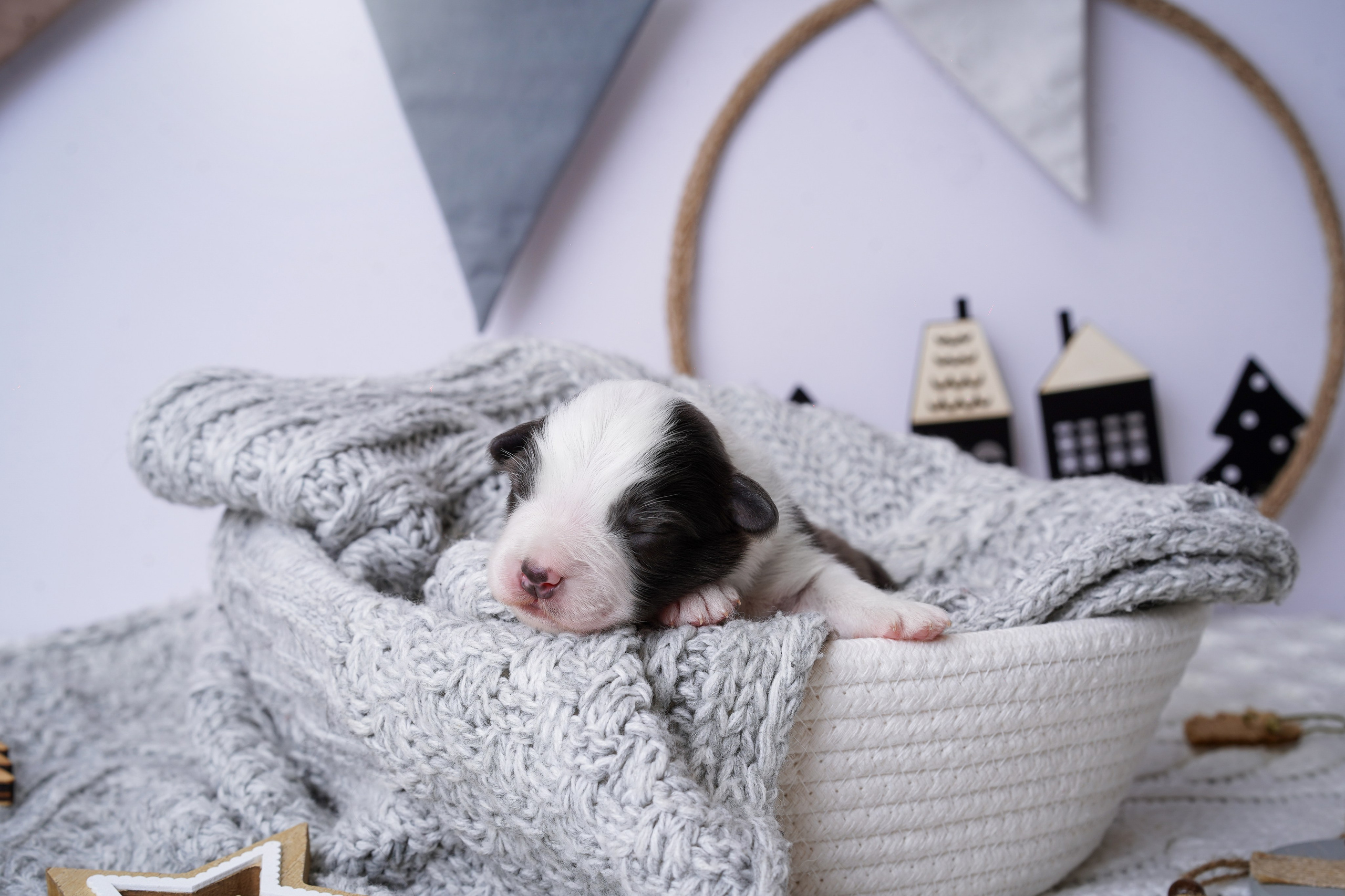 Щенки австралийской овчарки. Фотограф-анималист в Санкт-Петербурге Яна Мартынова