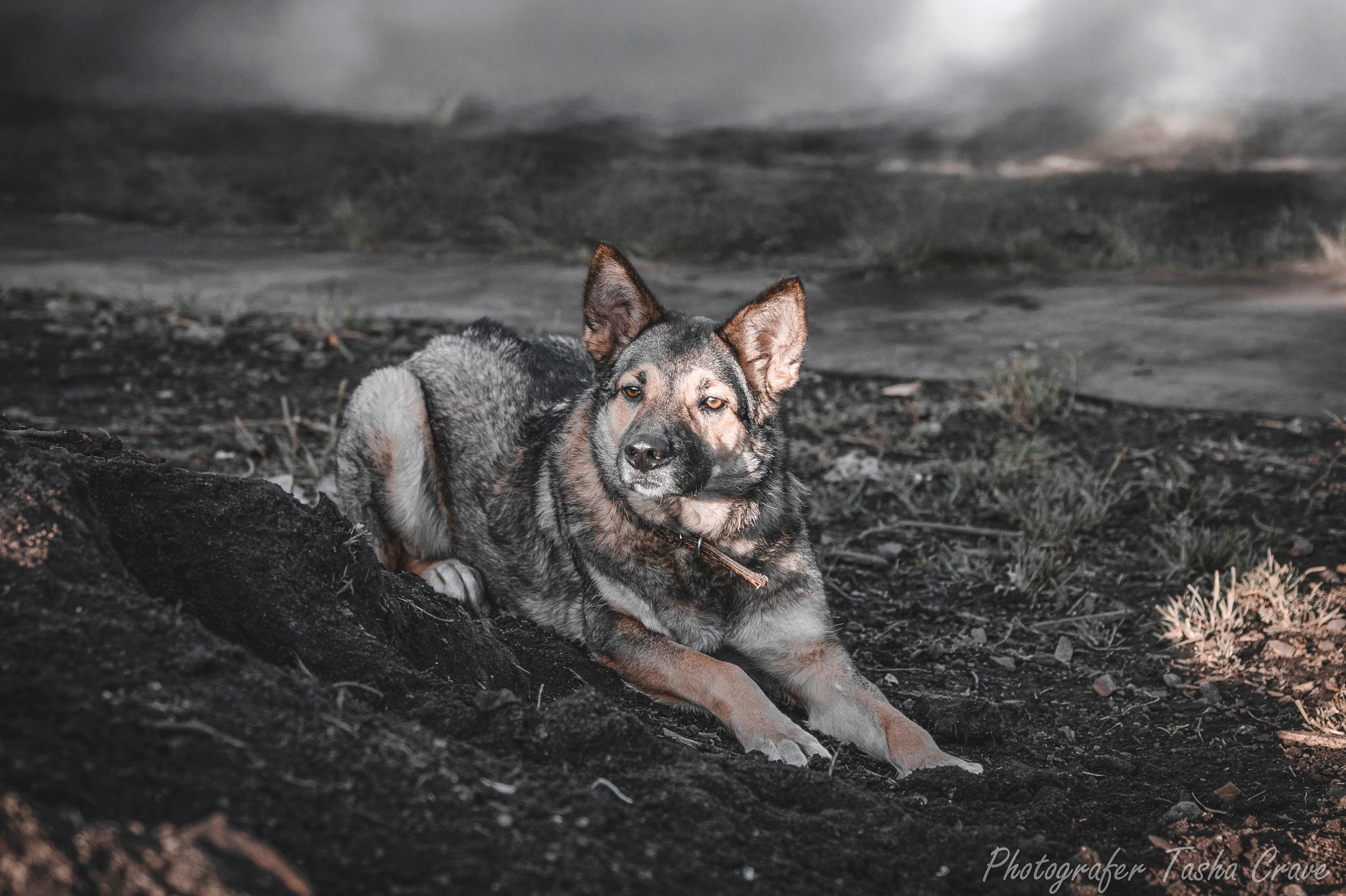 Фотограф анималист в Санкт-Петербурге Таша Крейв