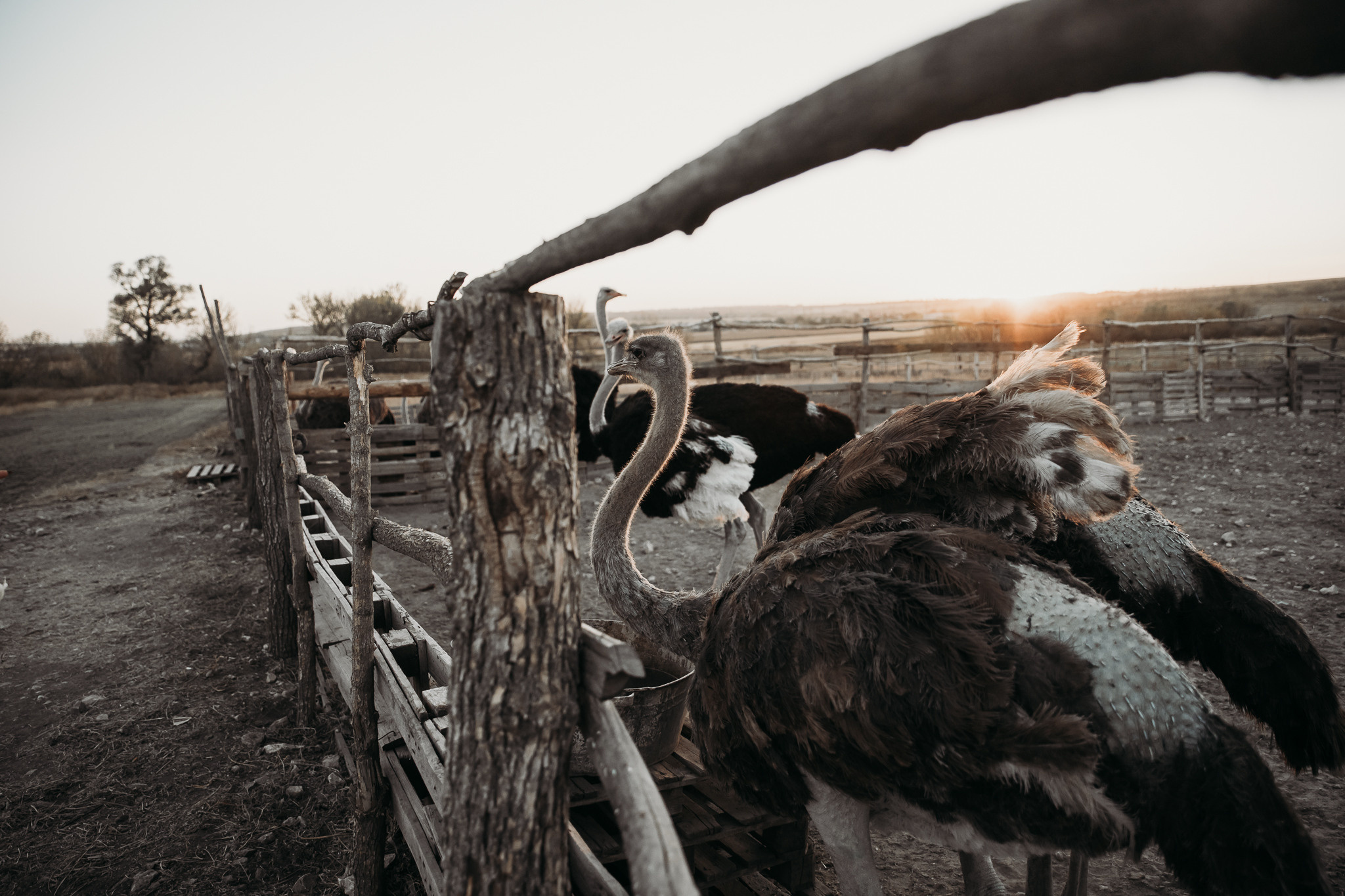 Алина и Андрей. Страусиная ферма. Event