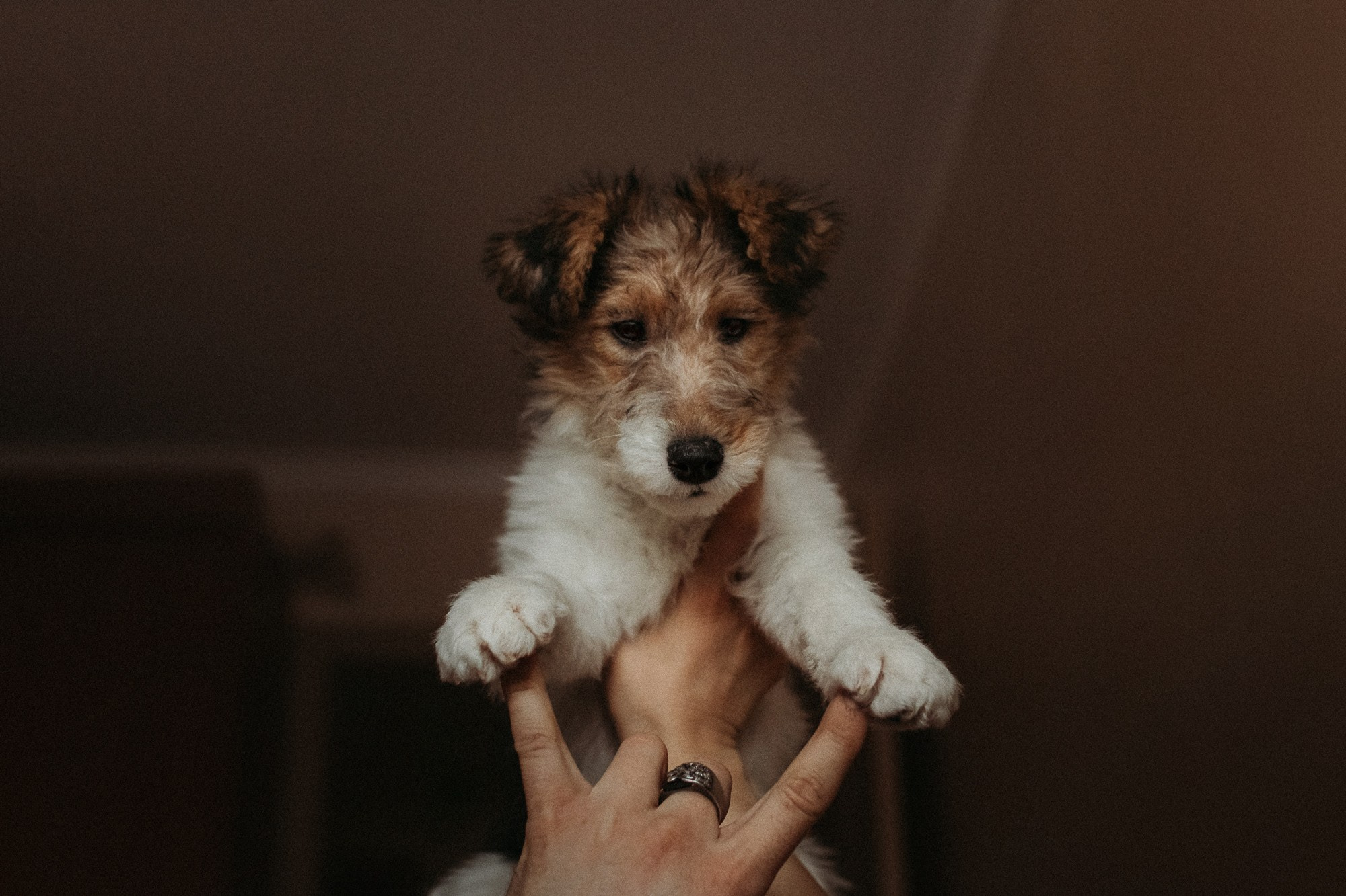 Ребята и фоксы. Фотограф Наталья Потапова