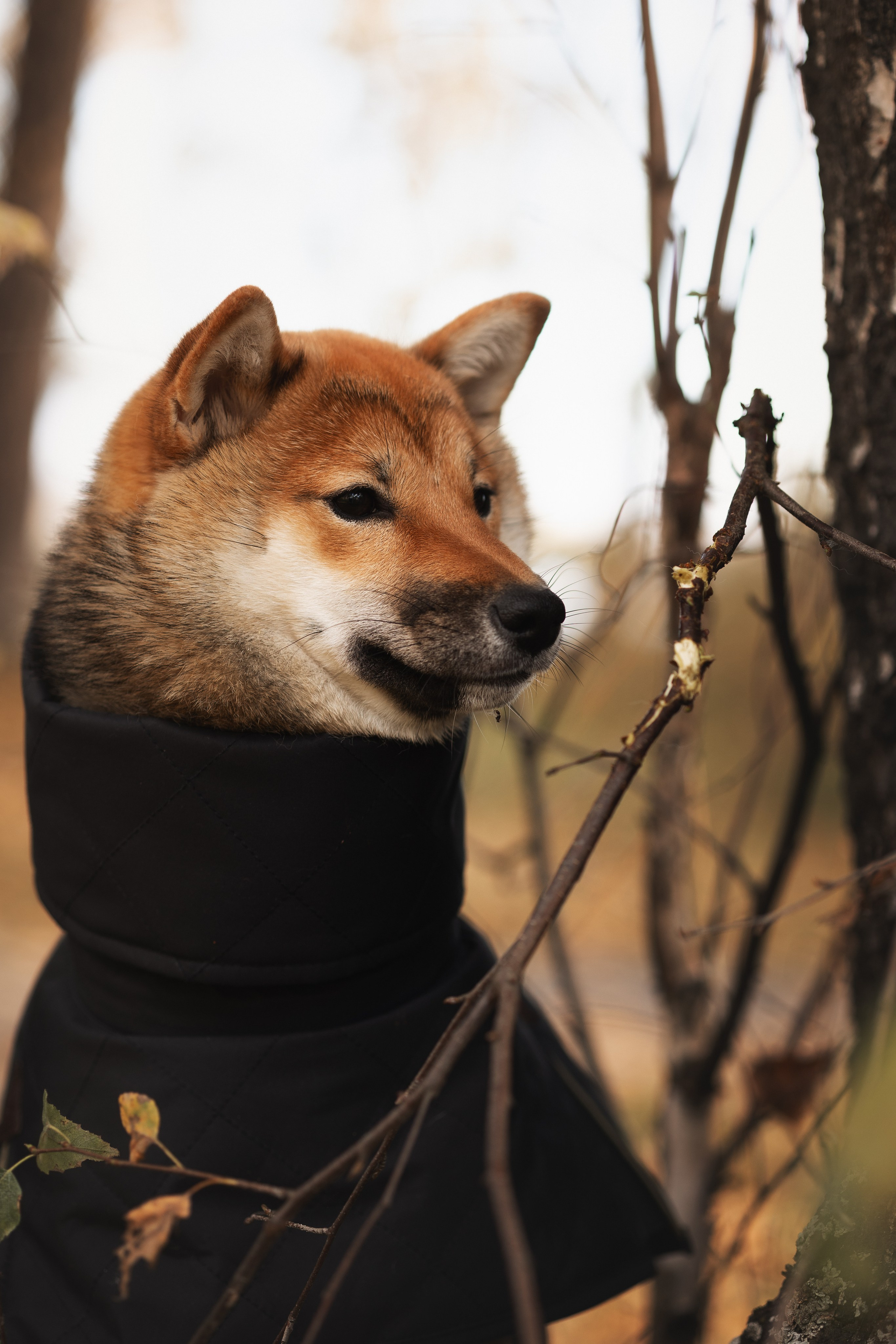 Оши | Сиба-Ину |. Фотограф