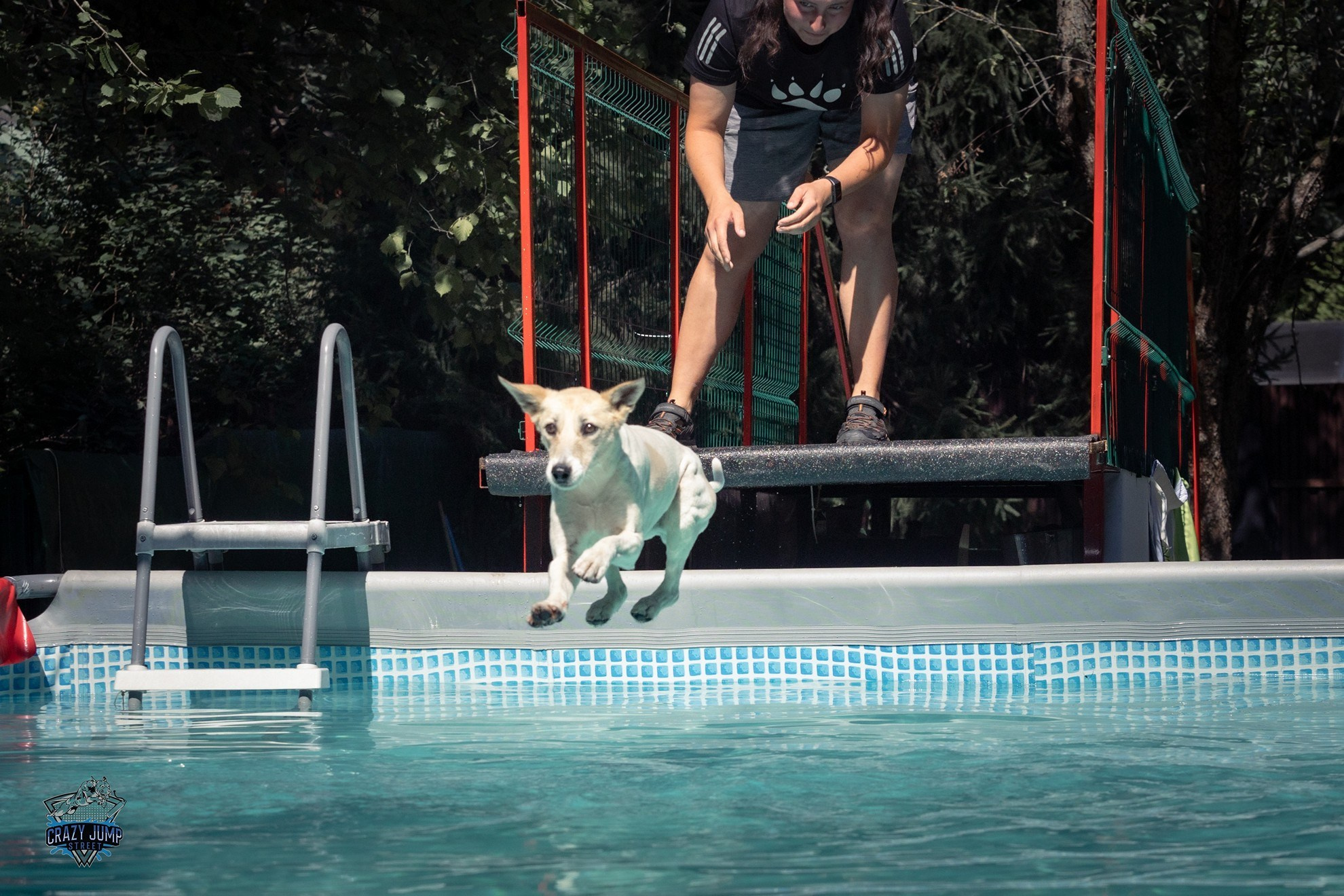 Собаки, спорт, Док дайвинг. Свадебный и репортажный фотограф в Москве и Московской области
