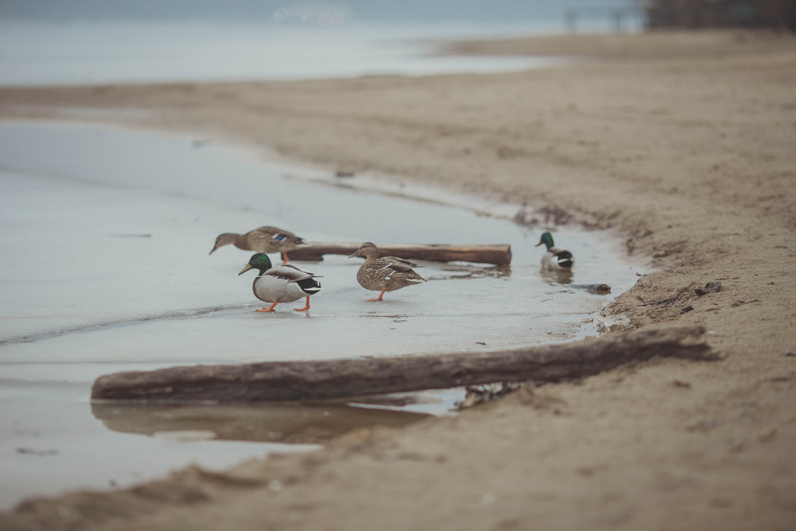Прогулка на берегу. Семейный фотограф в Москве Натали Момот