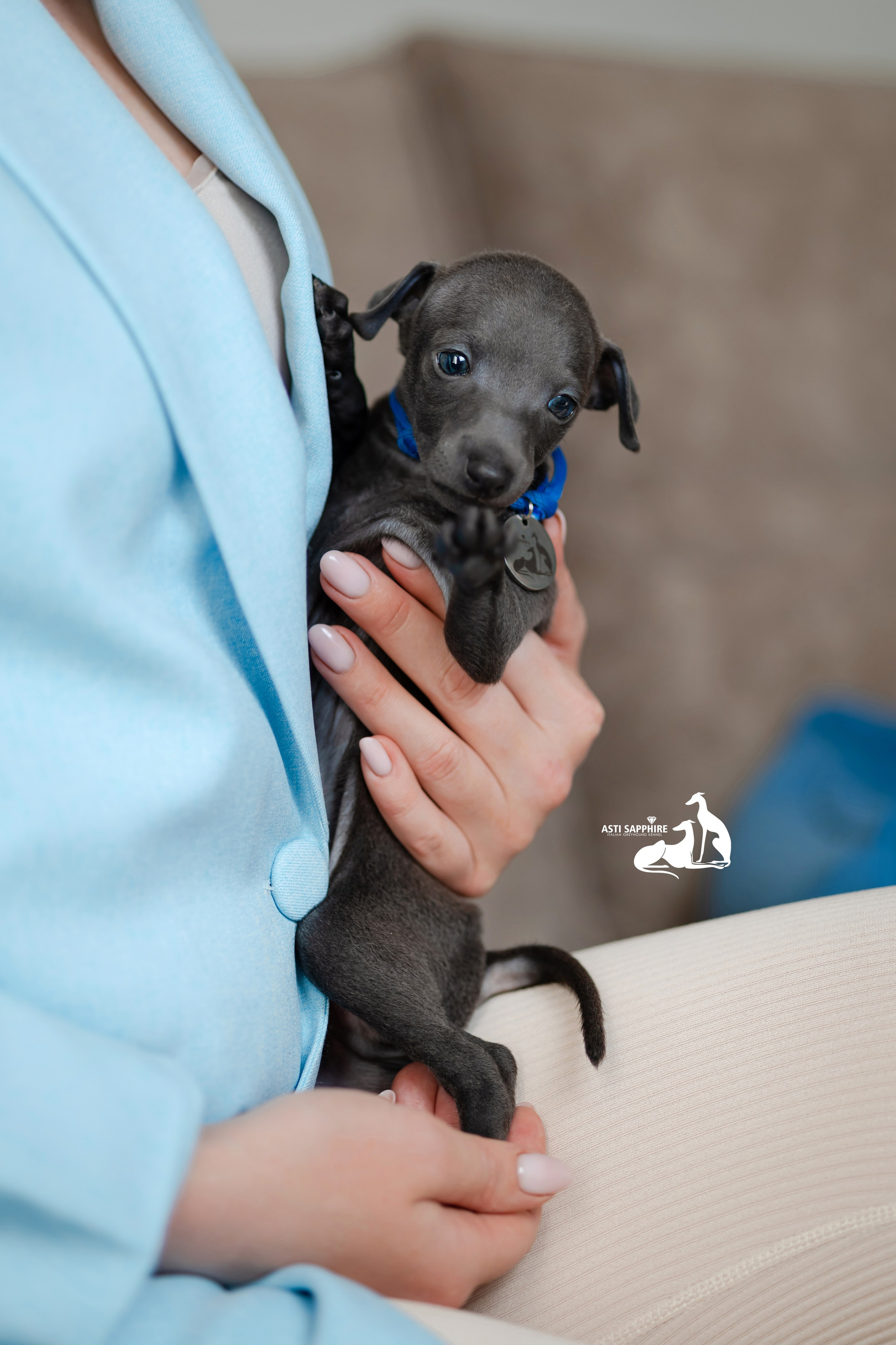 Весенние крошки. Professional Italian Greyhound Kennel RKF/FCI ASTI SAPPHIRE 💎 Sochi|St. Petersburg