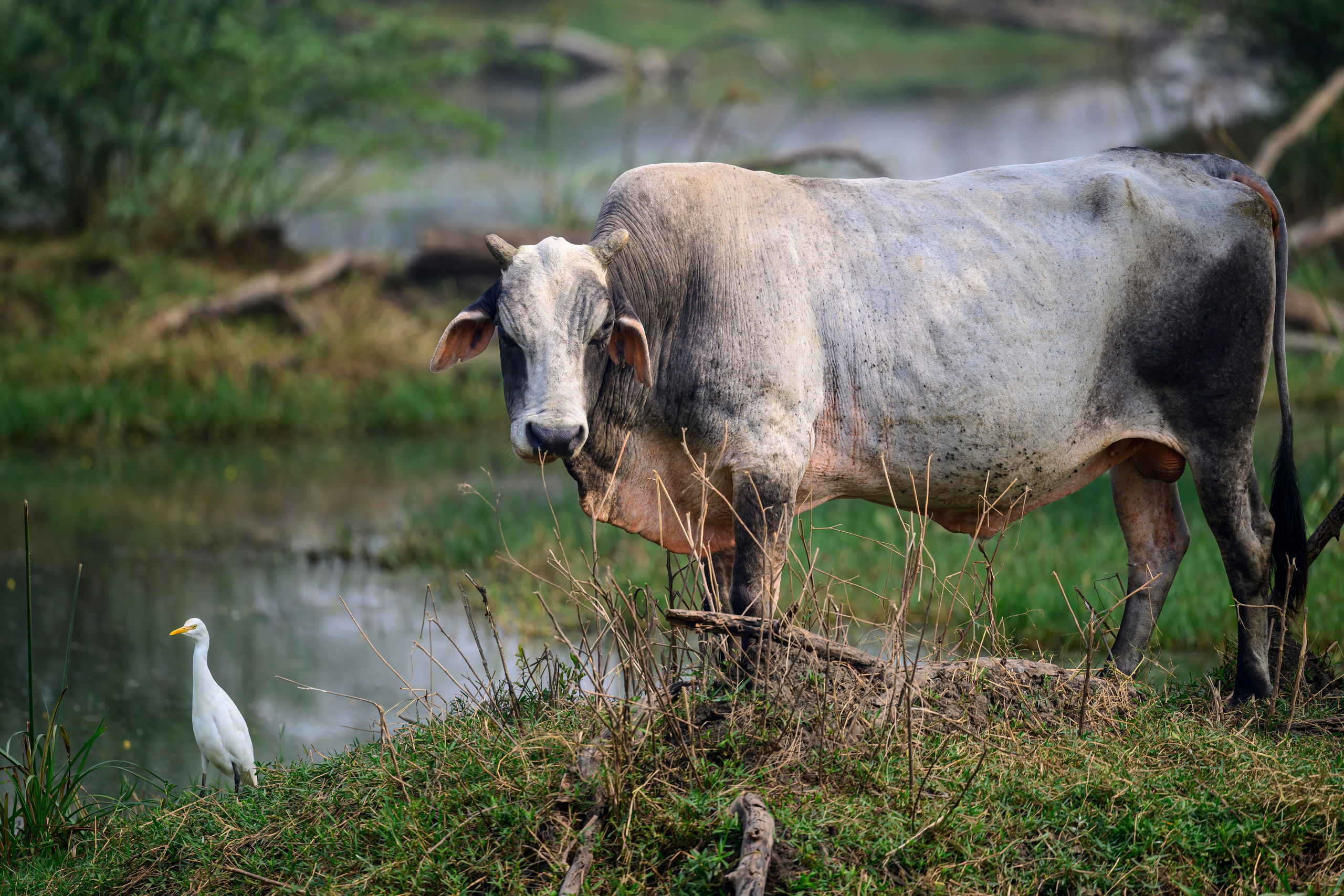 Раджастан, Индия. Wildlife photography by Sergey Puponin