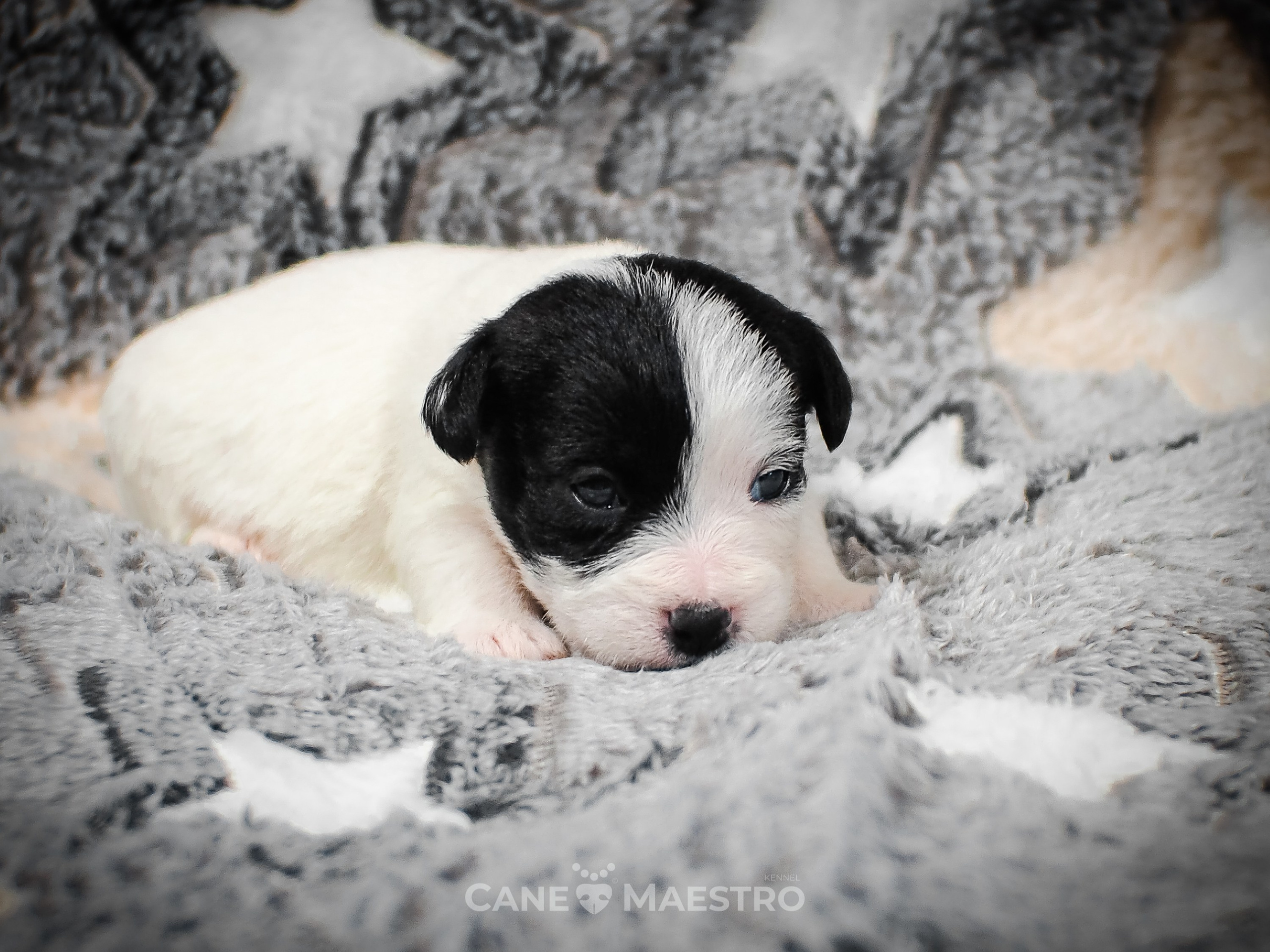 КОБ_Z_2_BLACK_27_08_2025. CANE MAESTRO — kennel Jack Russell Terrier