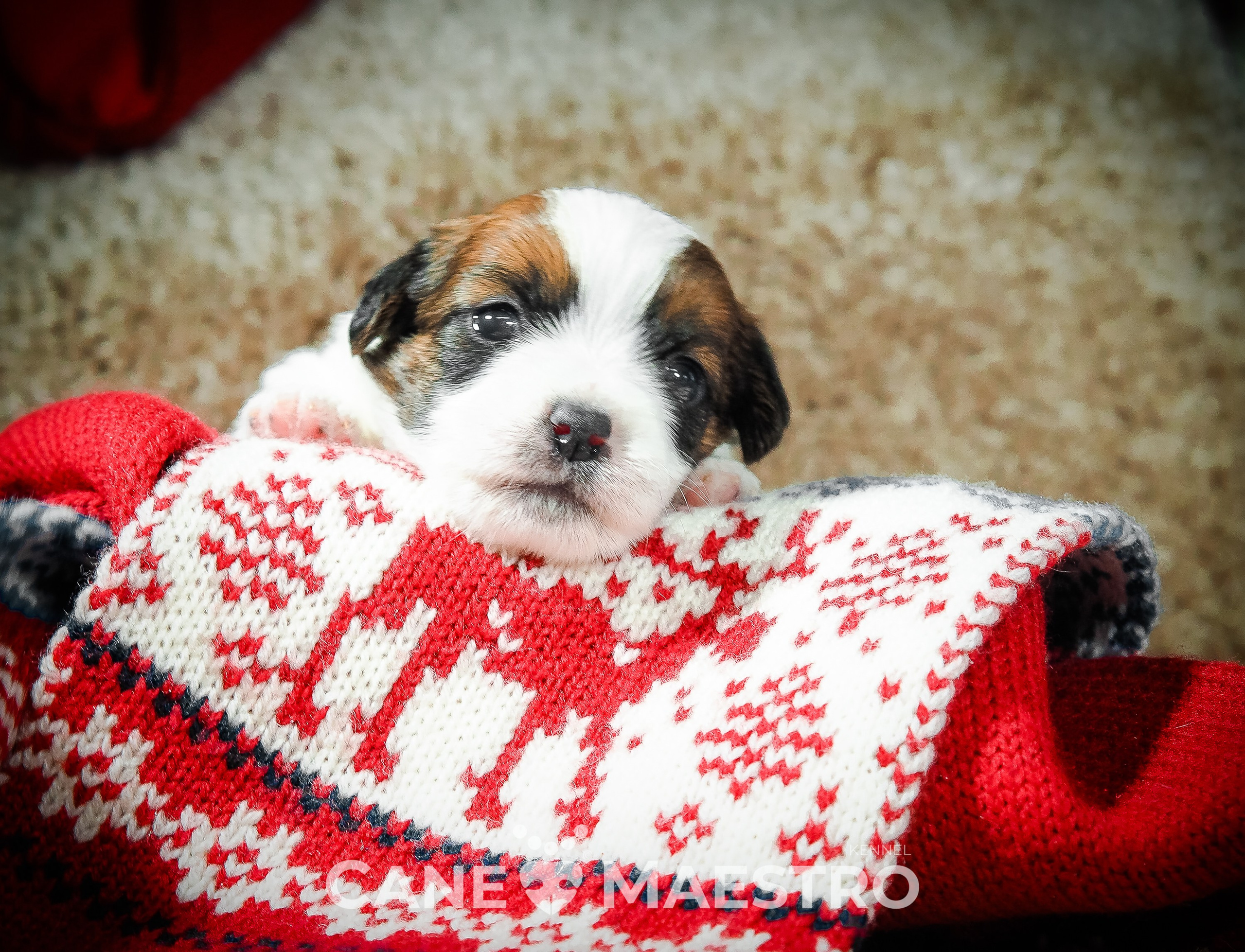 Мальчик 2. Кобель бело-рыжий. Джек рассел терьер щенок. КАНЕ МАЭСТРО — питомник Джек рассел терьеров