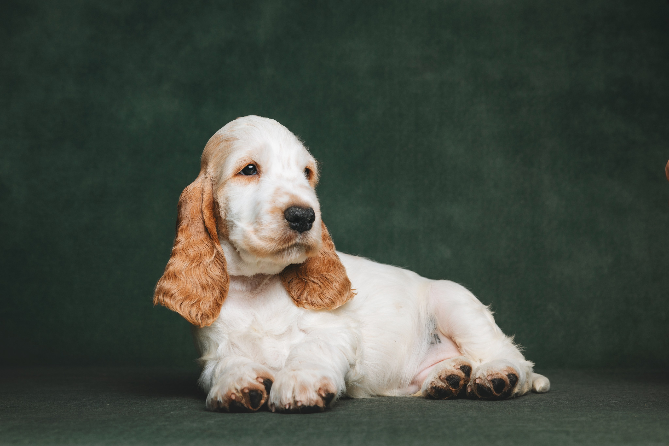 Английские коккер-спаниели. Фотограф анималист Осипчикова Мария