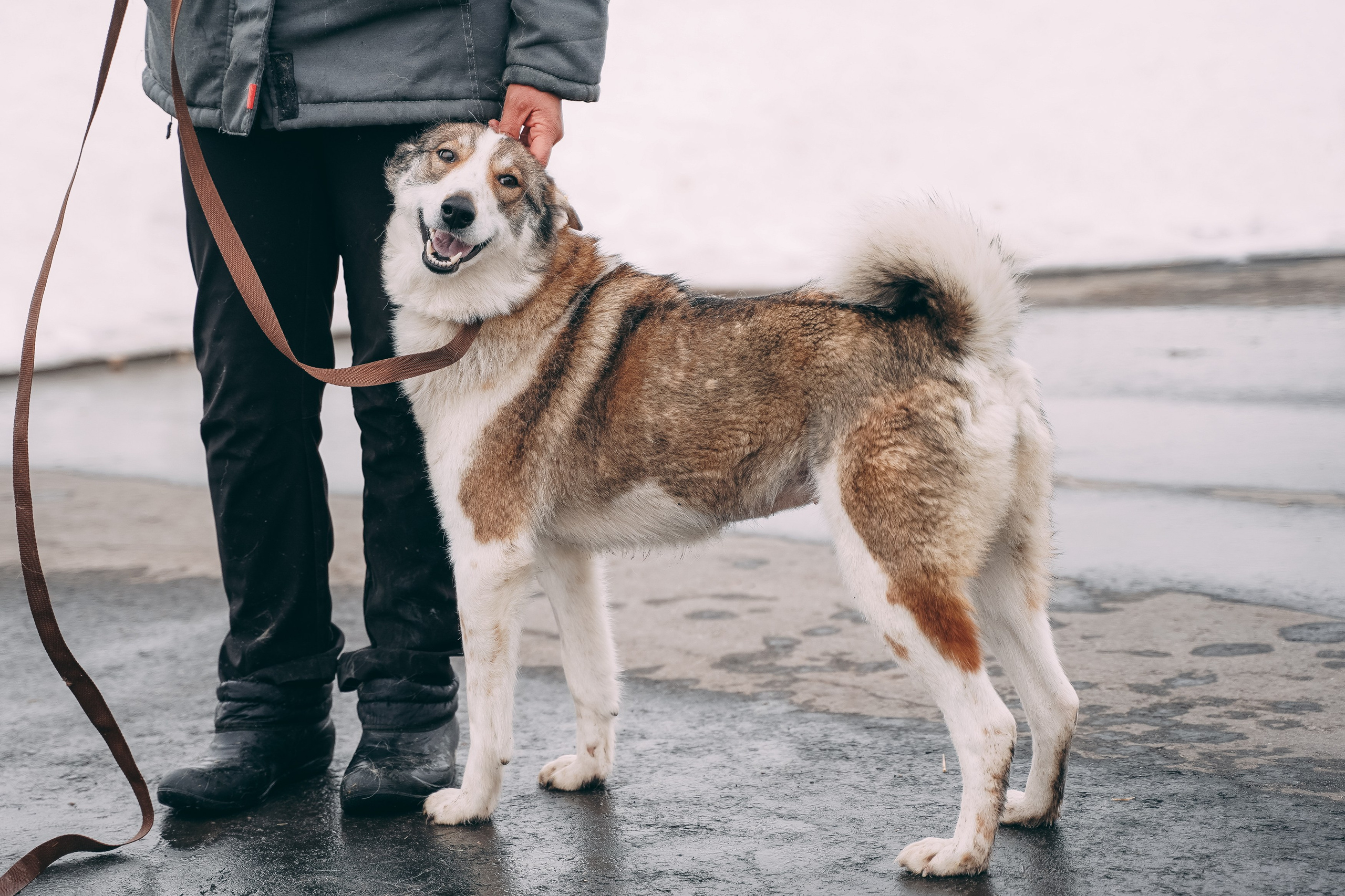 Съемка для благотворительного фонда «Дог 24». Фотограф-анималист, портретный фотограф в Чебоксарах Мария Садыкова