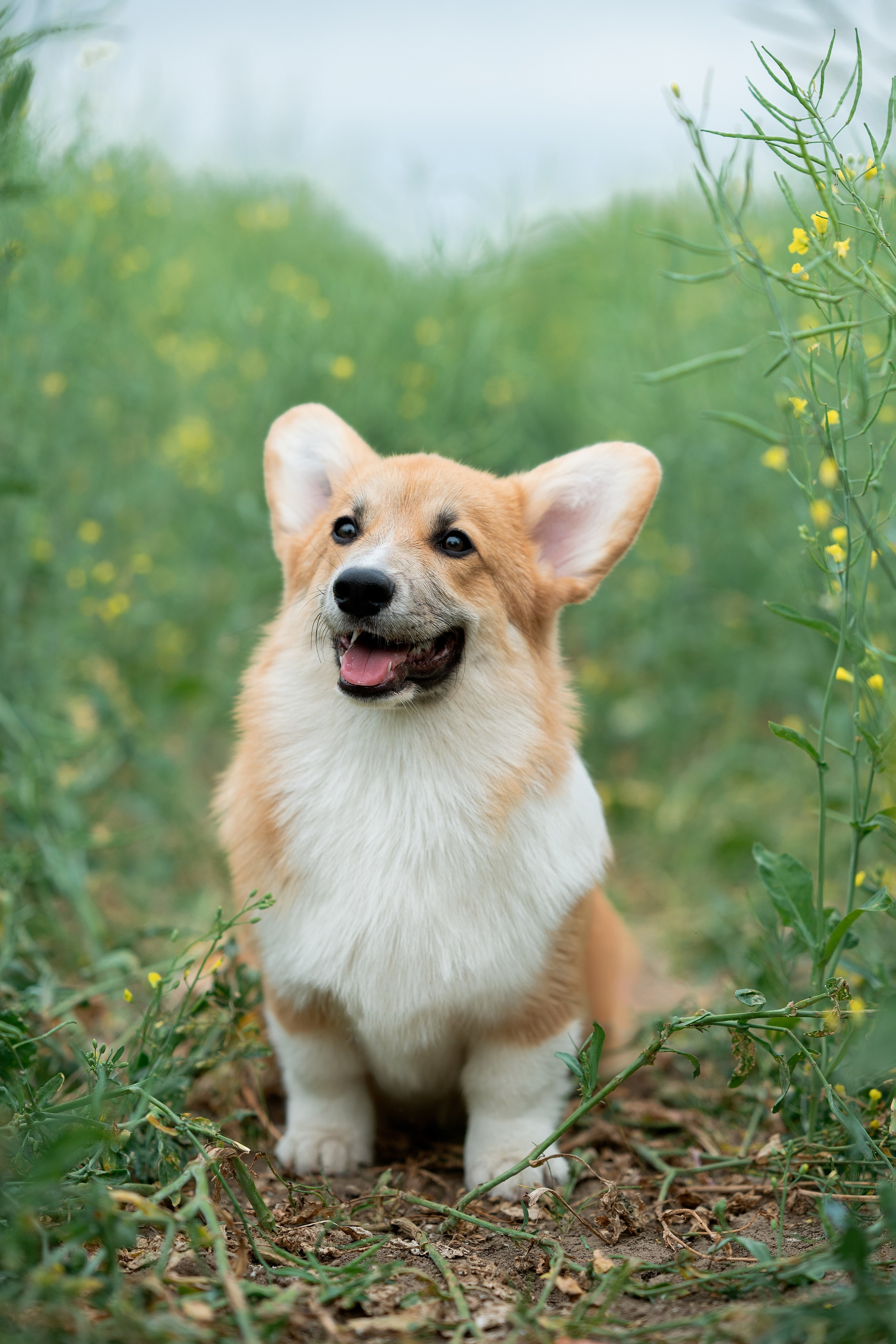 Заводчик Ольга Кушкина. Творческий фотограф Вологда