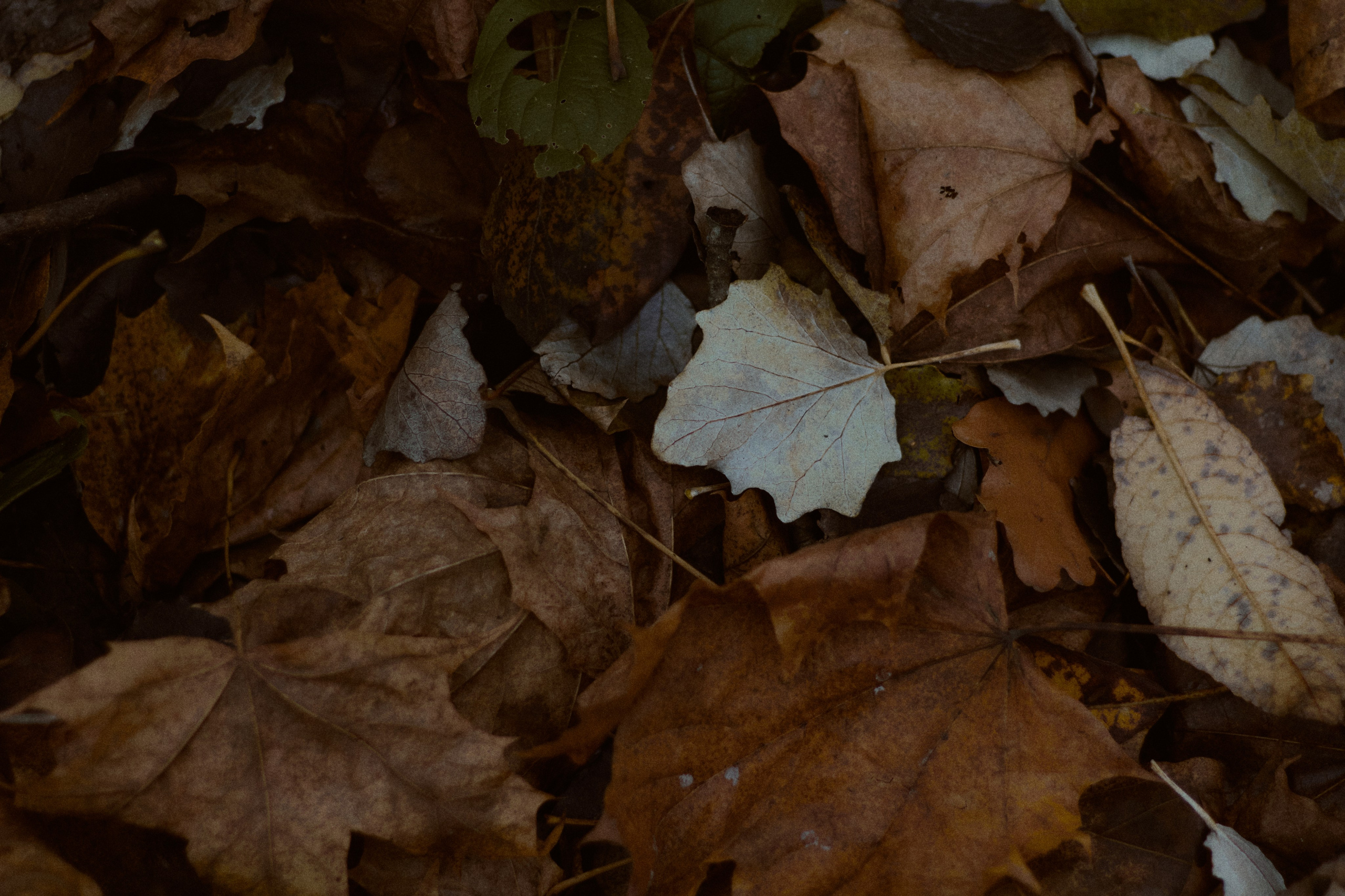 Агата и Даниил. Фотограф лавстори Москва/МО Приятелева Ангелина